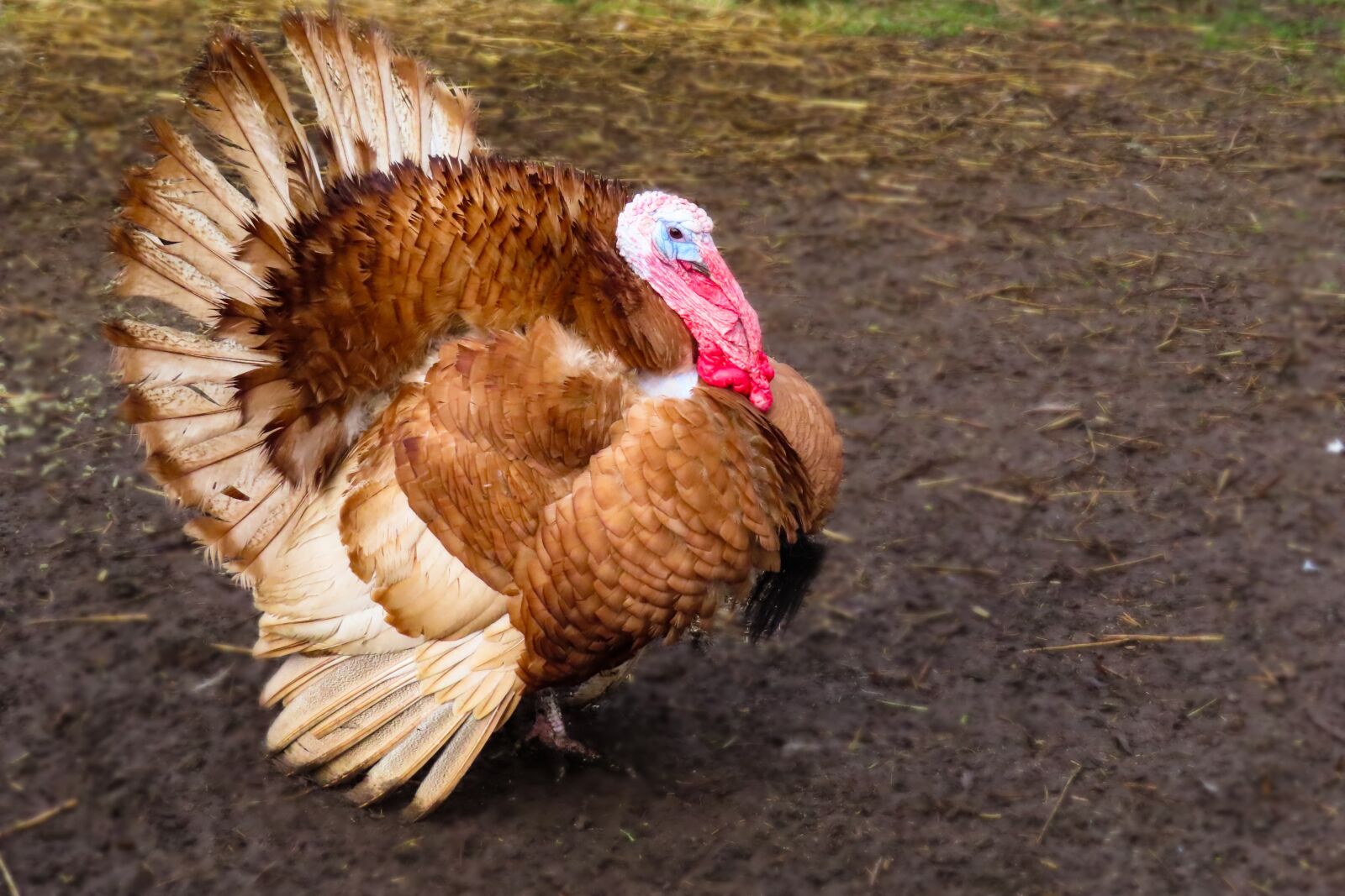 Canon PowerShot SX740 HS sample photo. Animal world, turkey, bird photography