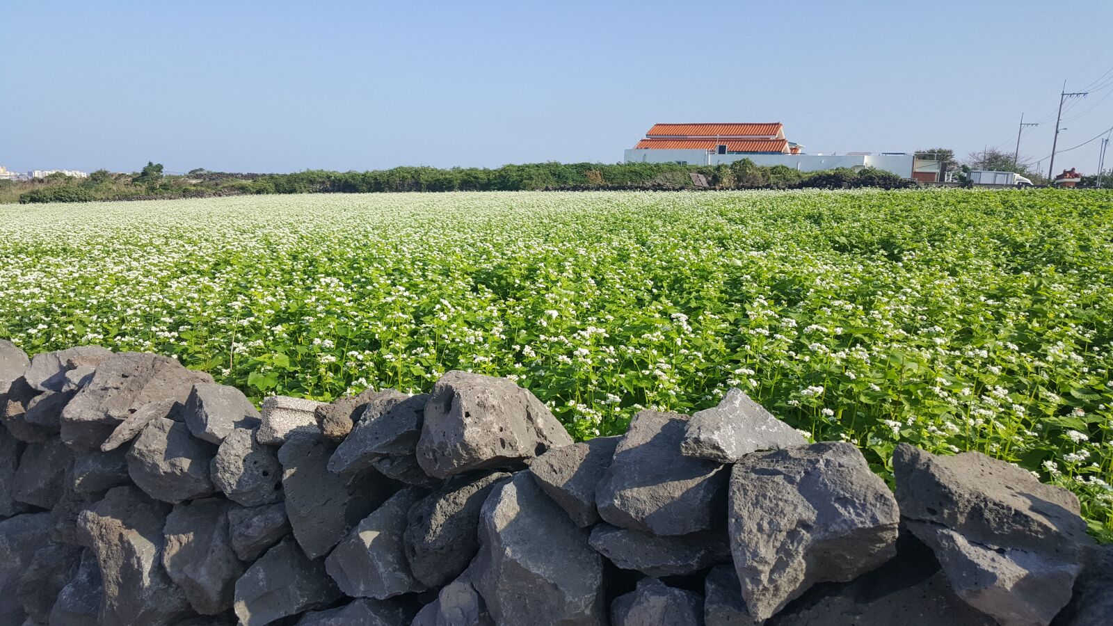 Samsung Galaxy Note5 sample photo. Jeju, buckwheat lawn, white photography