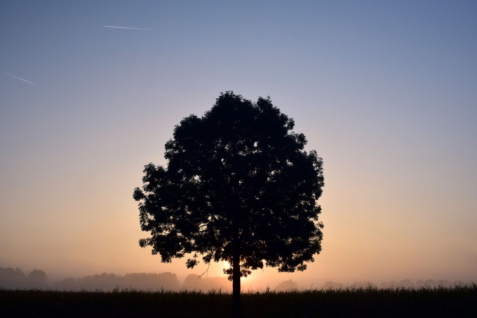 Nikon D3300 sample photo. Tree, deciduous tree, sunrise photography