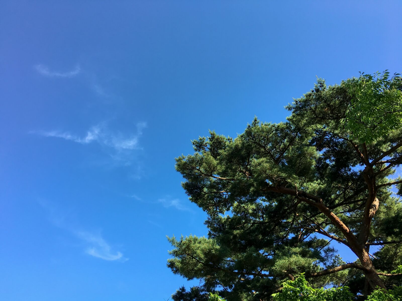 Apple iPhone 6s Plus sample photo. Pine, nature, sky photography