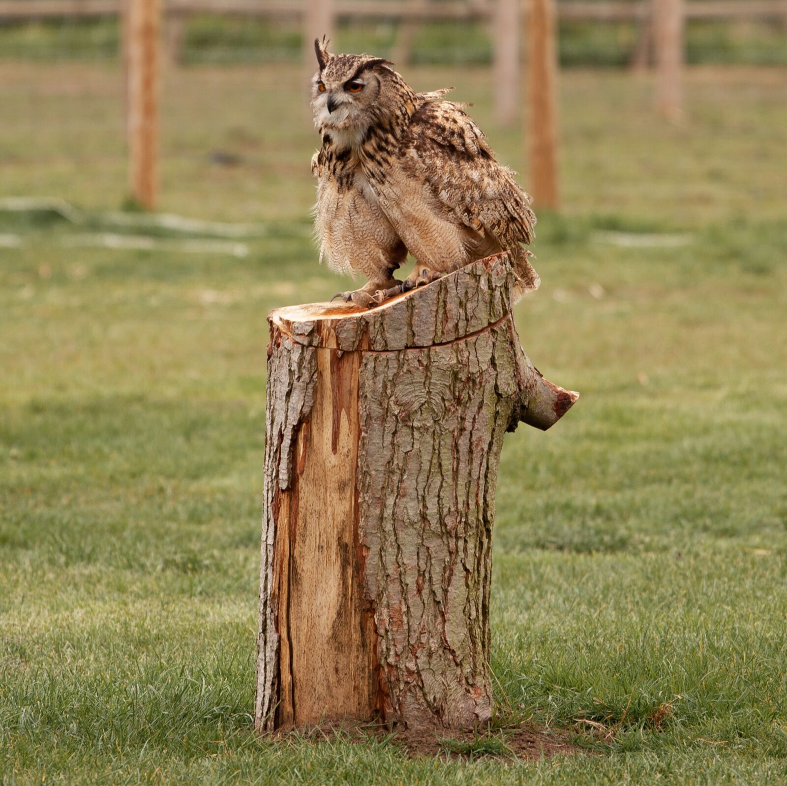 Canon EOS 5D Mark II sample photo. Horned owl, orange eyes photography