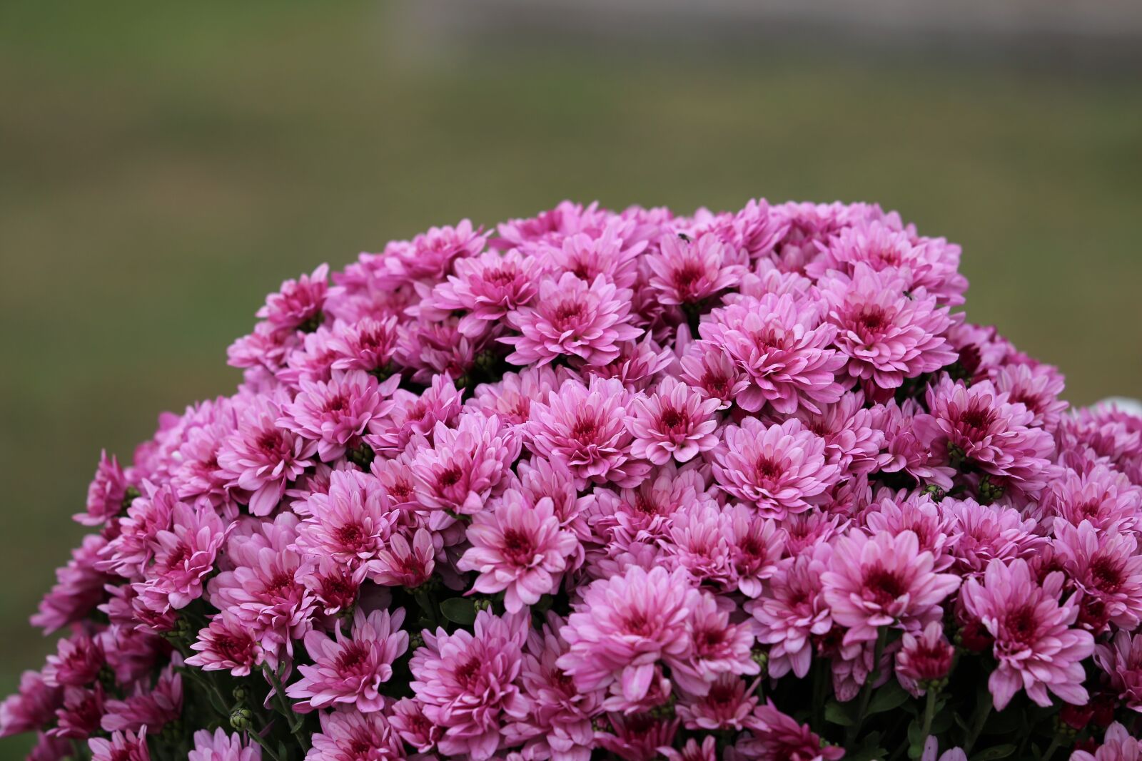 Canon EF 70-300 F4-5.6 IS II USM sample photo. Pink chrysanthemum, plant, flower photography