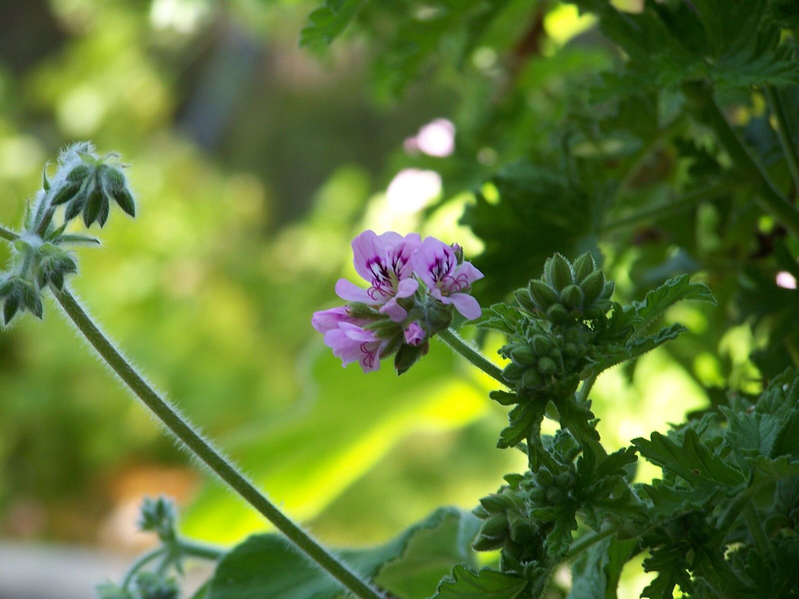 Kodak Z740 ZOOM DIGITAL CAMERA sample photo. Pink, flowers, geranium photography