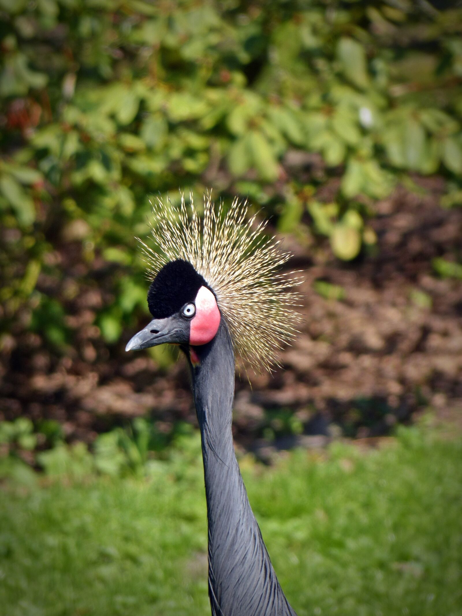 Panasonic Lumix DMC-FZ200 sample photo. Black grey crowned crane photography