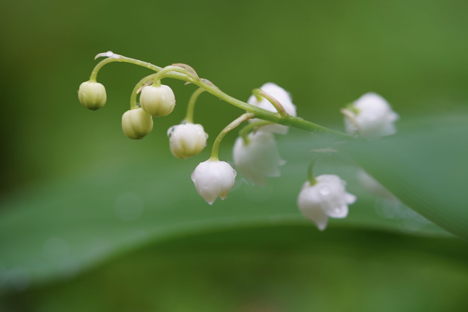 Sony a7 III + Sony FE 90mm F2.8 Macro G OSS sample photo. Lily of the valley photography