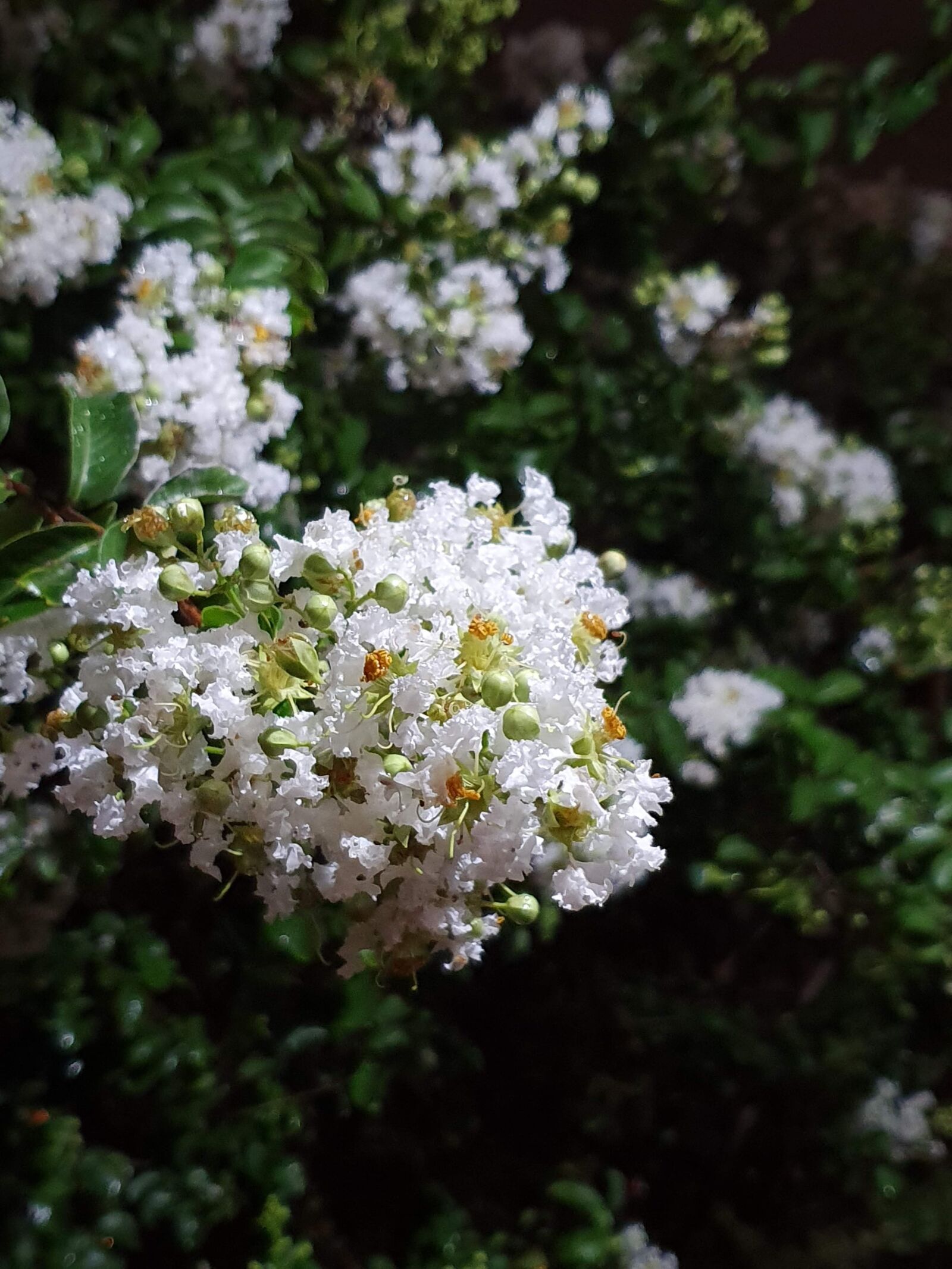 Samsung Galaxy S10 sample photo. Flower, white, night photography