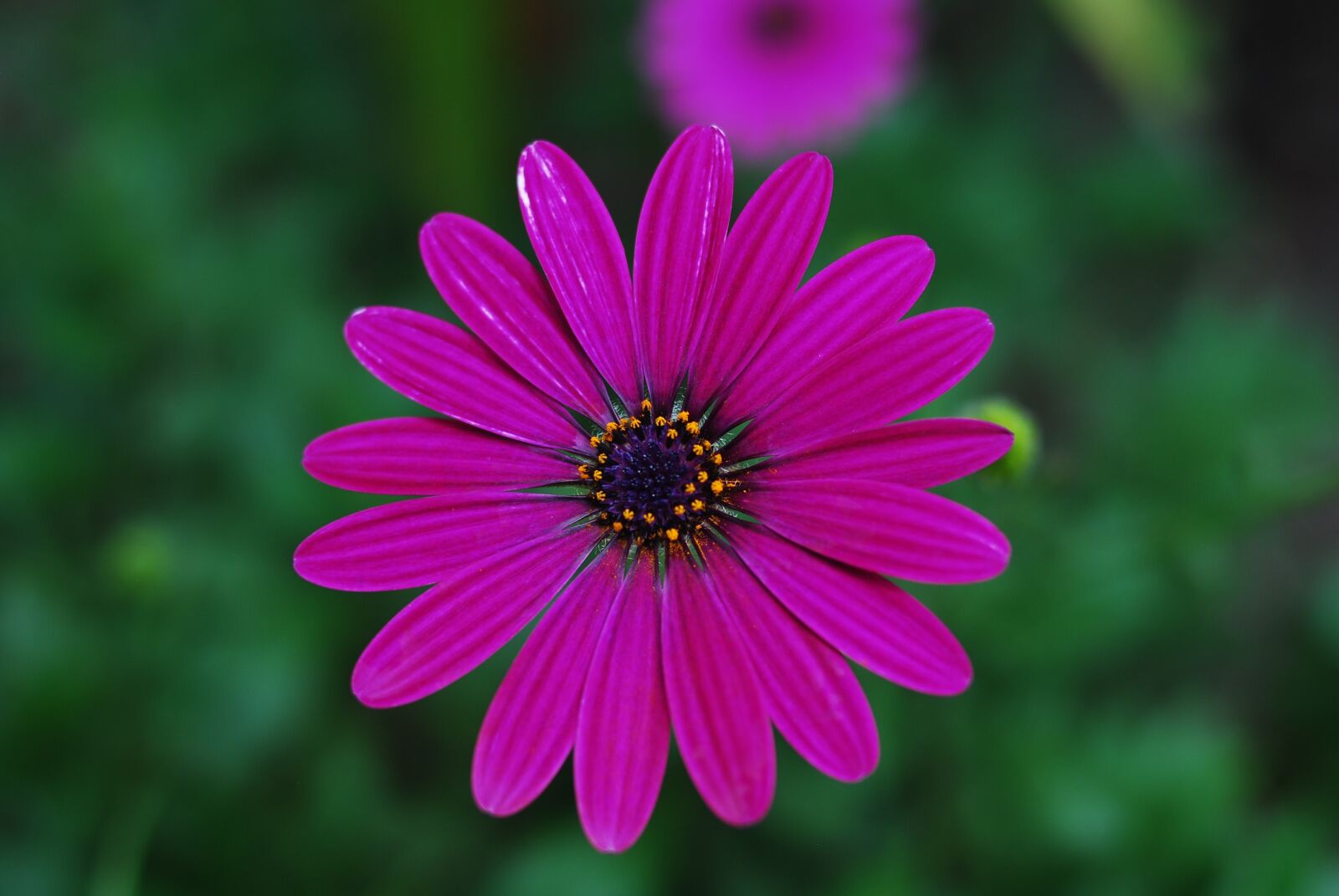 Nikon D60 sample photo. The most beautiful flower photography