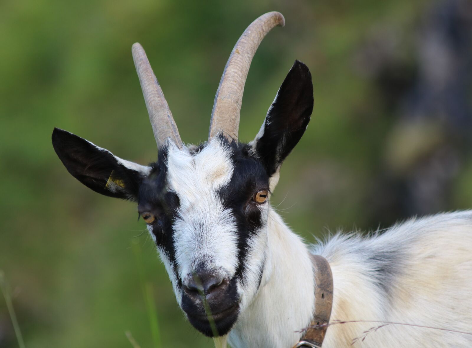 Canon EOS 750D (EOS Rebel T6i / EOS Kiss X8i) + Canon EF 70-300mm F4-5.6 IS USM sample photo. Goat, animal, horns photography