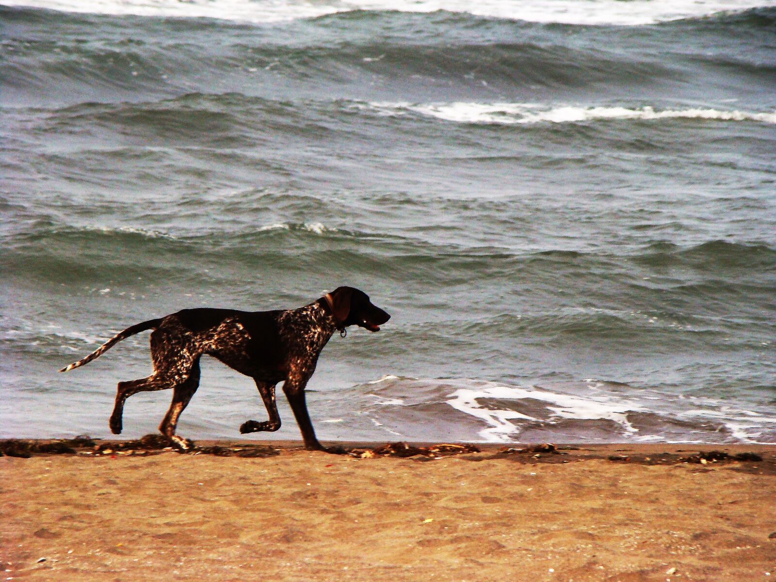Sony DSC-H9 sample photo. Dog, marine, animal photography