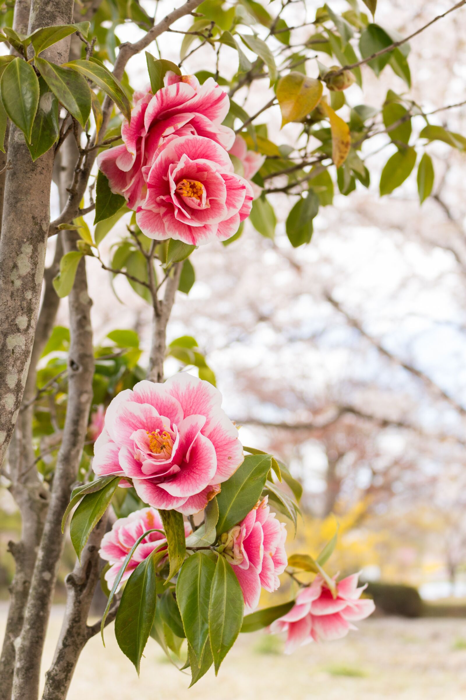 Canon EOS 100D (EOS Rebel SL1 / EOS Kiss X7) + Canon EF-S 18-55mm F3.5-5.6 IS STM sample photo. Flowers, camellia, spring photography