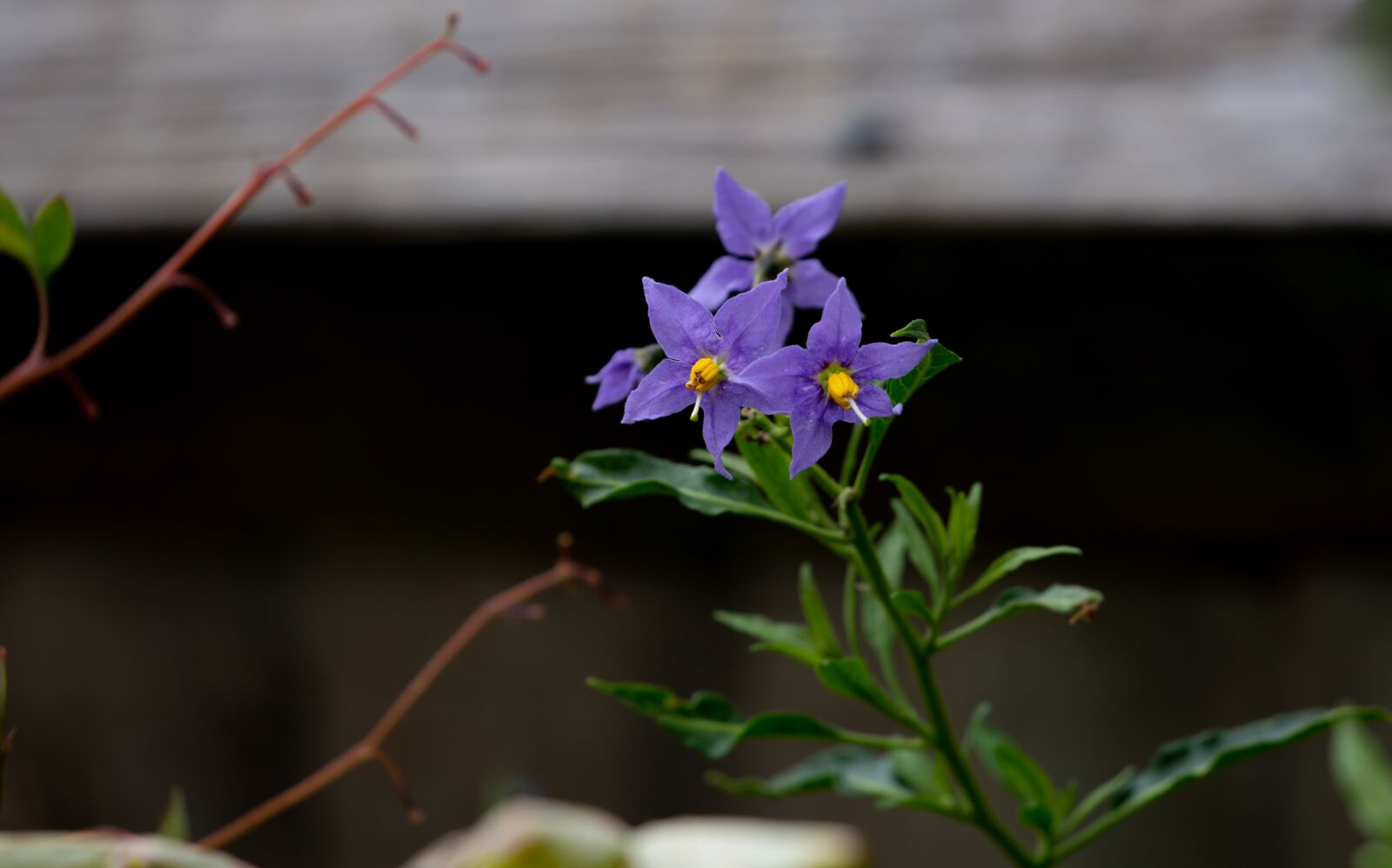 Canon EOS 5D Mark III sample photo. Flowers, purple, petals photography