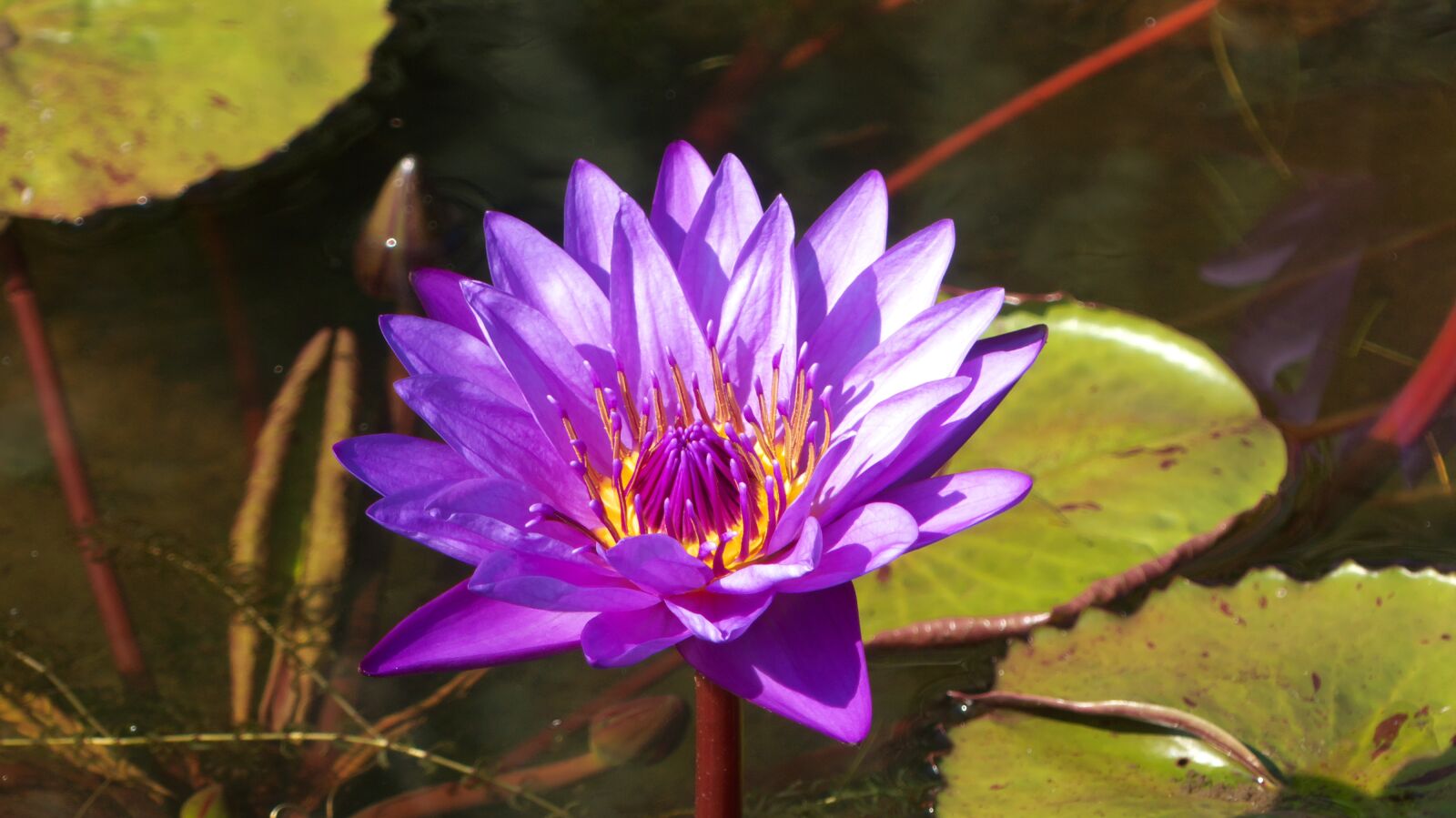 Panasonic Lumix DMC-FZ300 sample photo. Water lily, plant, blossom photography