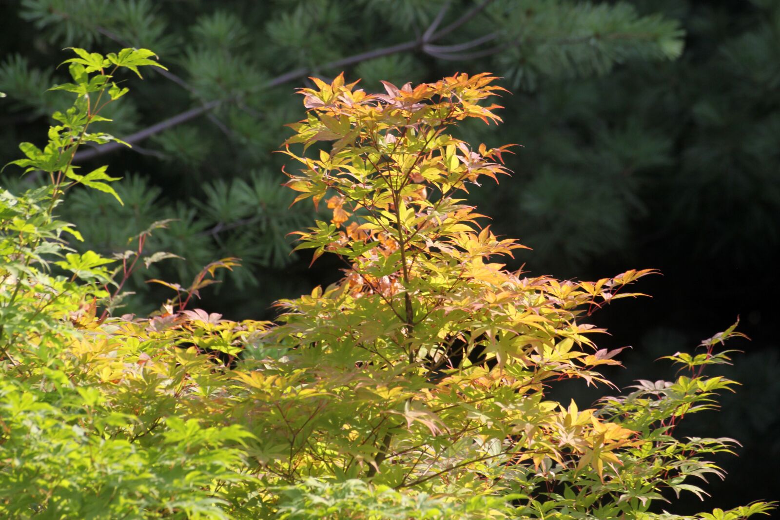 Canon EOS 50D sample photo. Maple, maple leaf, wood photography