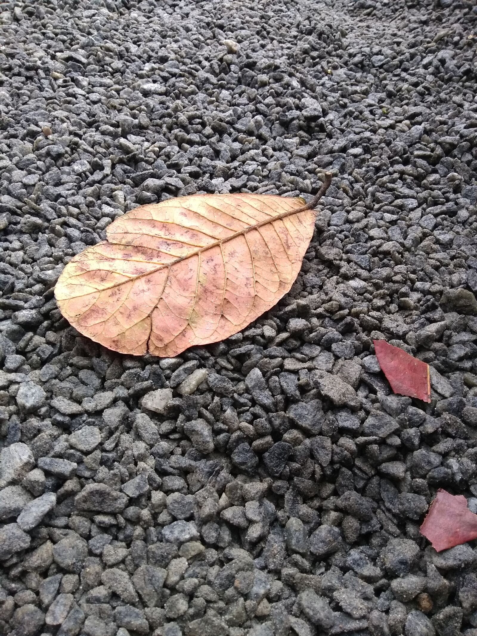 Motorola Moto G (5S) Plus sample photo. Fall, season, leaf photography