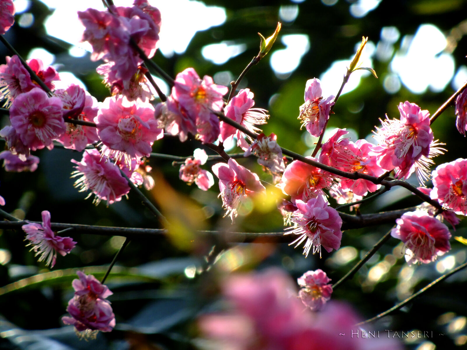 FujiFilm FinePix F70EXR (FinePix F75EXR) sample photo. Flowers photography