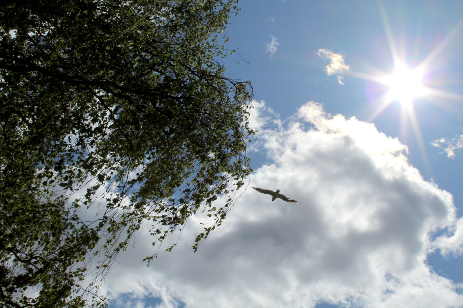 Canon EOS 1300D (EOS Rebel T6 / EOS Kiss X80) sample photo. Sun, shine, sky photography