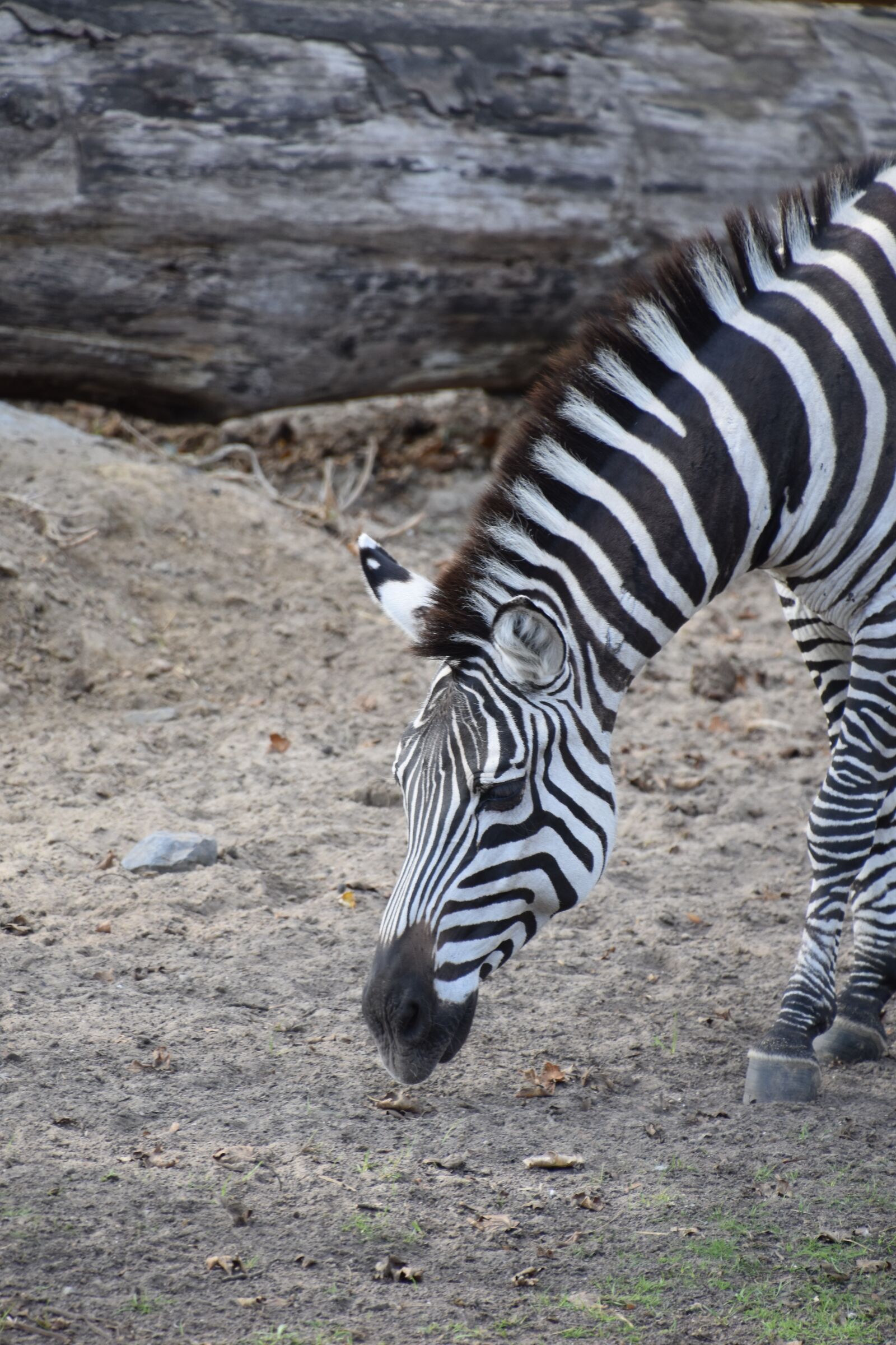 Nikon D5600 sample photo. Zebra, animal, wild photography