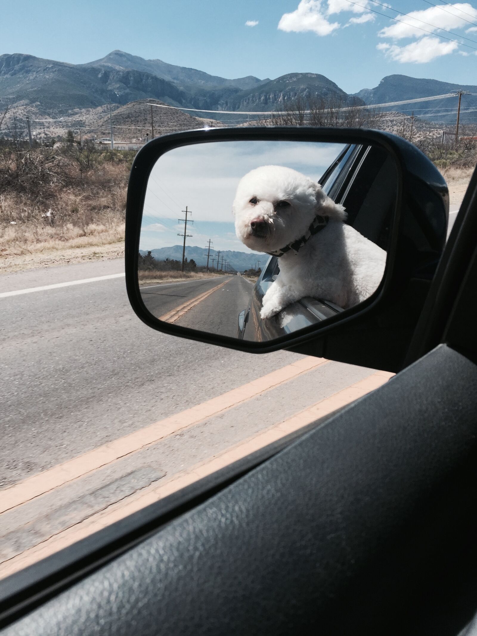 iPhone 6 Plus back camera 4.15mm f/2.2 sample photo. Toy poodle, freedom, mountains photography