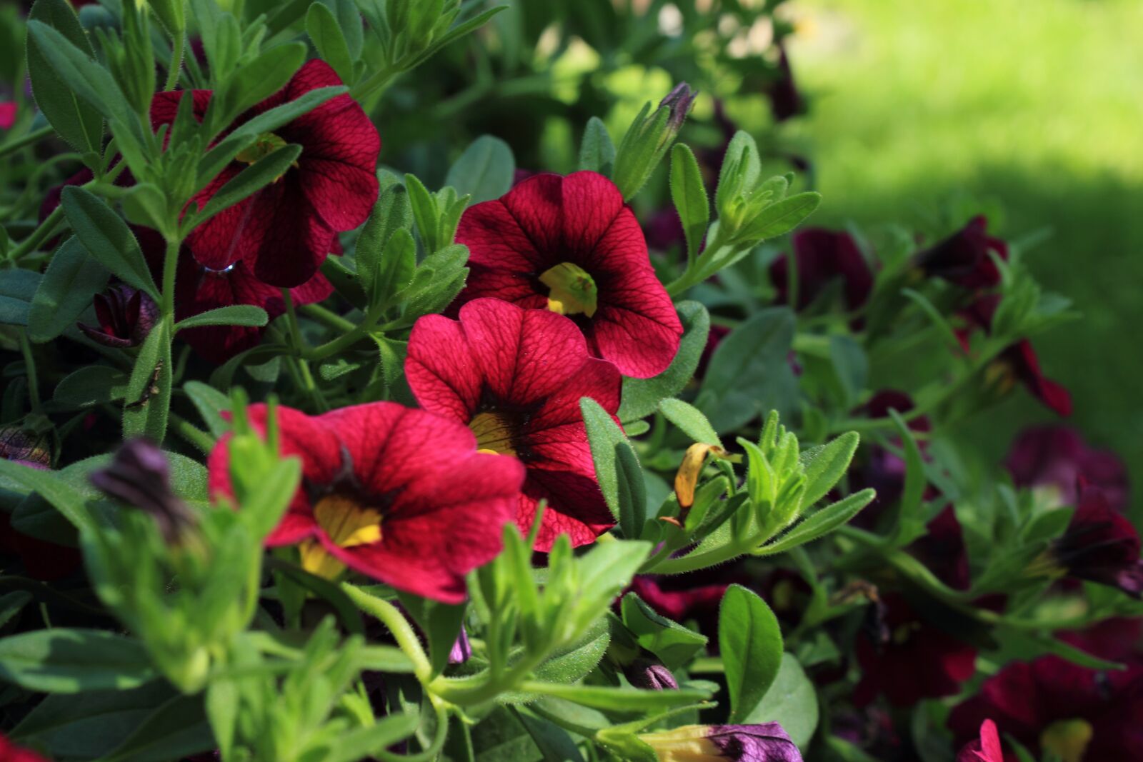 Canon EOS 550D (EOS Rebel T2i / EOS Kiss X4) sample photo. Petunia, flower, summer photography