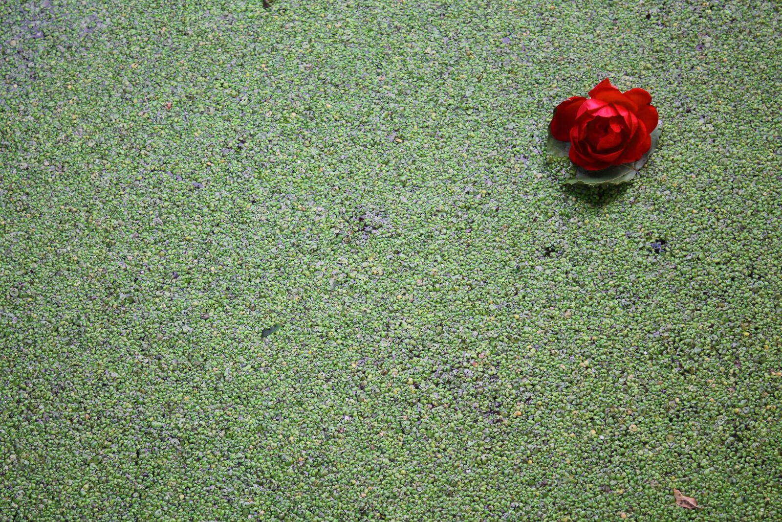 Canon EOS 1100D (EOS Rebel T3 / EOS Kiss X50) sample photo. Rose, river, wild rose photography