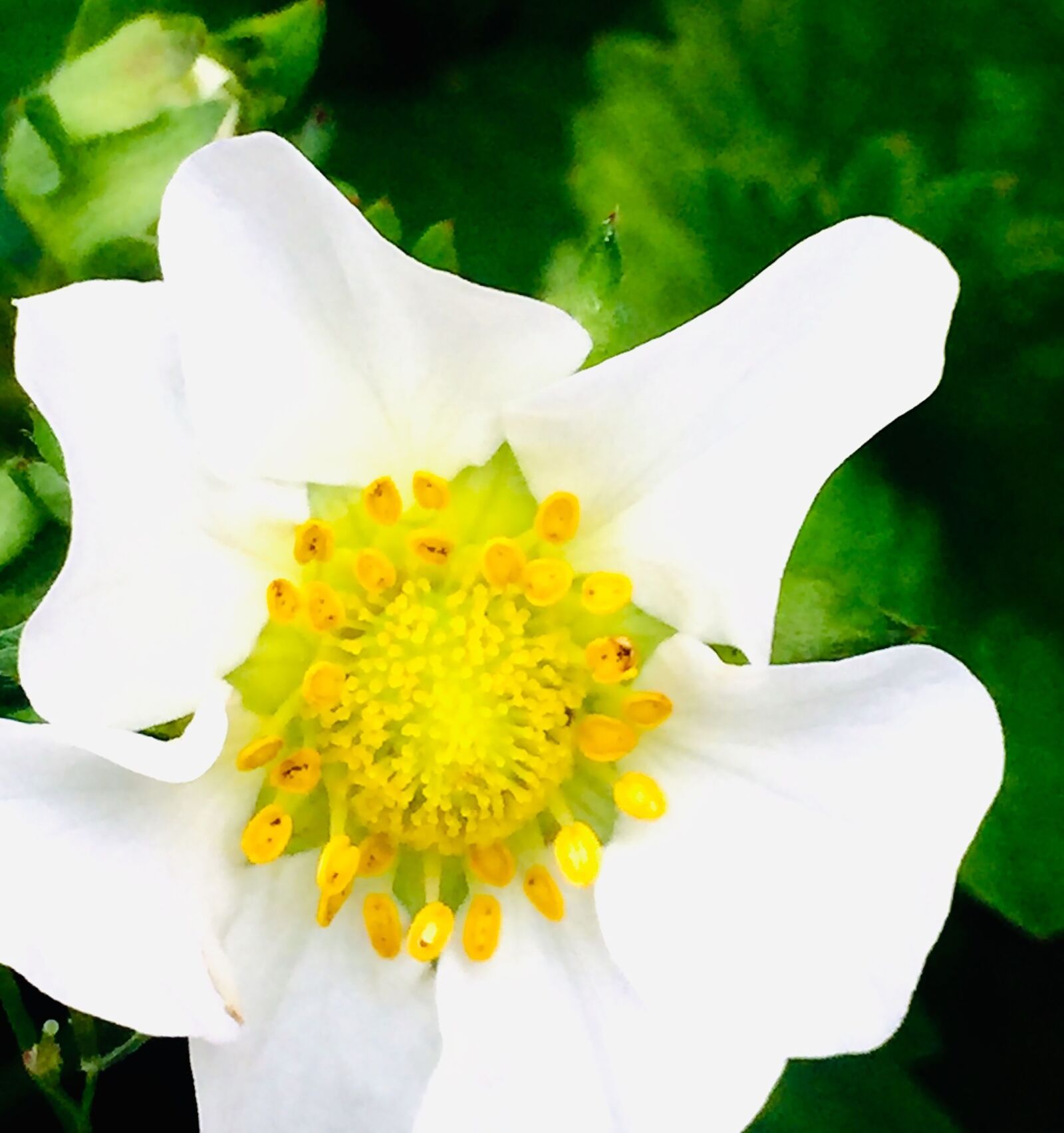 iPhone 6 back camera 4.15mm f/2.2 sample photo. Blossom, bloom, flower photography