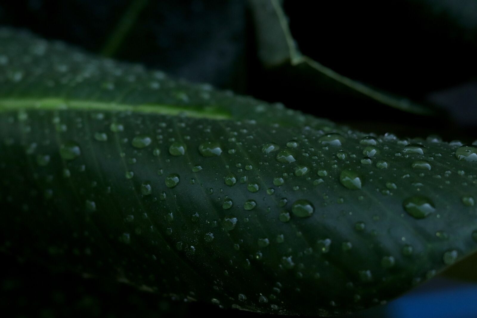 Canon EOS 800D (EOS Rebel T7i / EOS Kiss X9i) + Canon EF 50mm F1.8 STM sample photo. Tree, leaf, forest photography