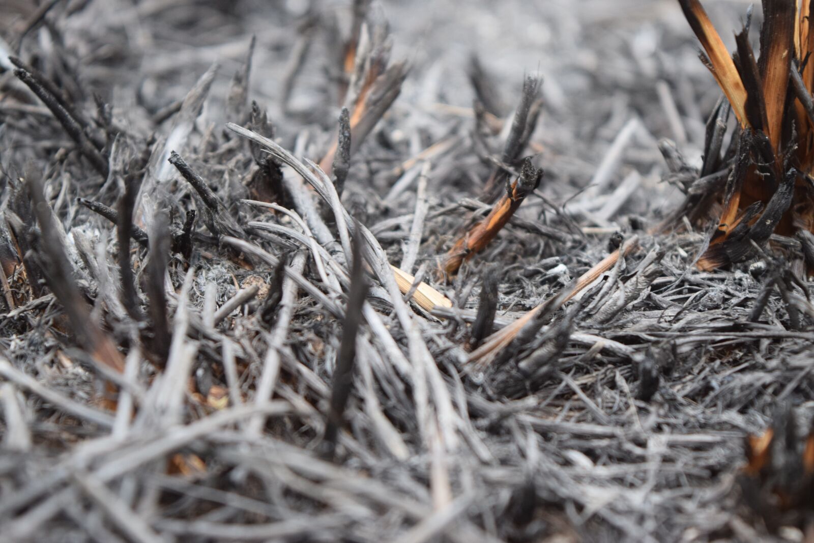 Nikon D3300 sample photo. Ash, land, fire photography