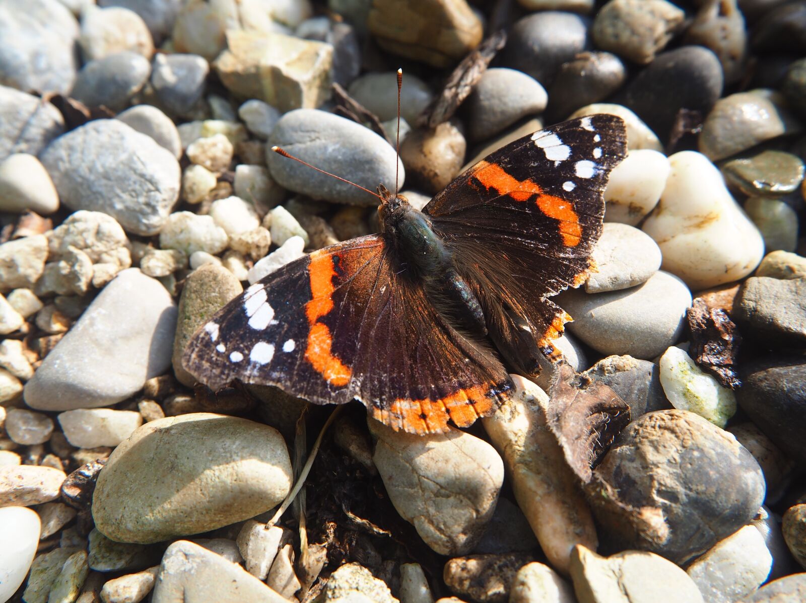 Olympus OM-D E-M10 sample photo. Butterfly, garden, admiral photography