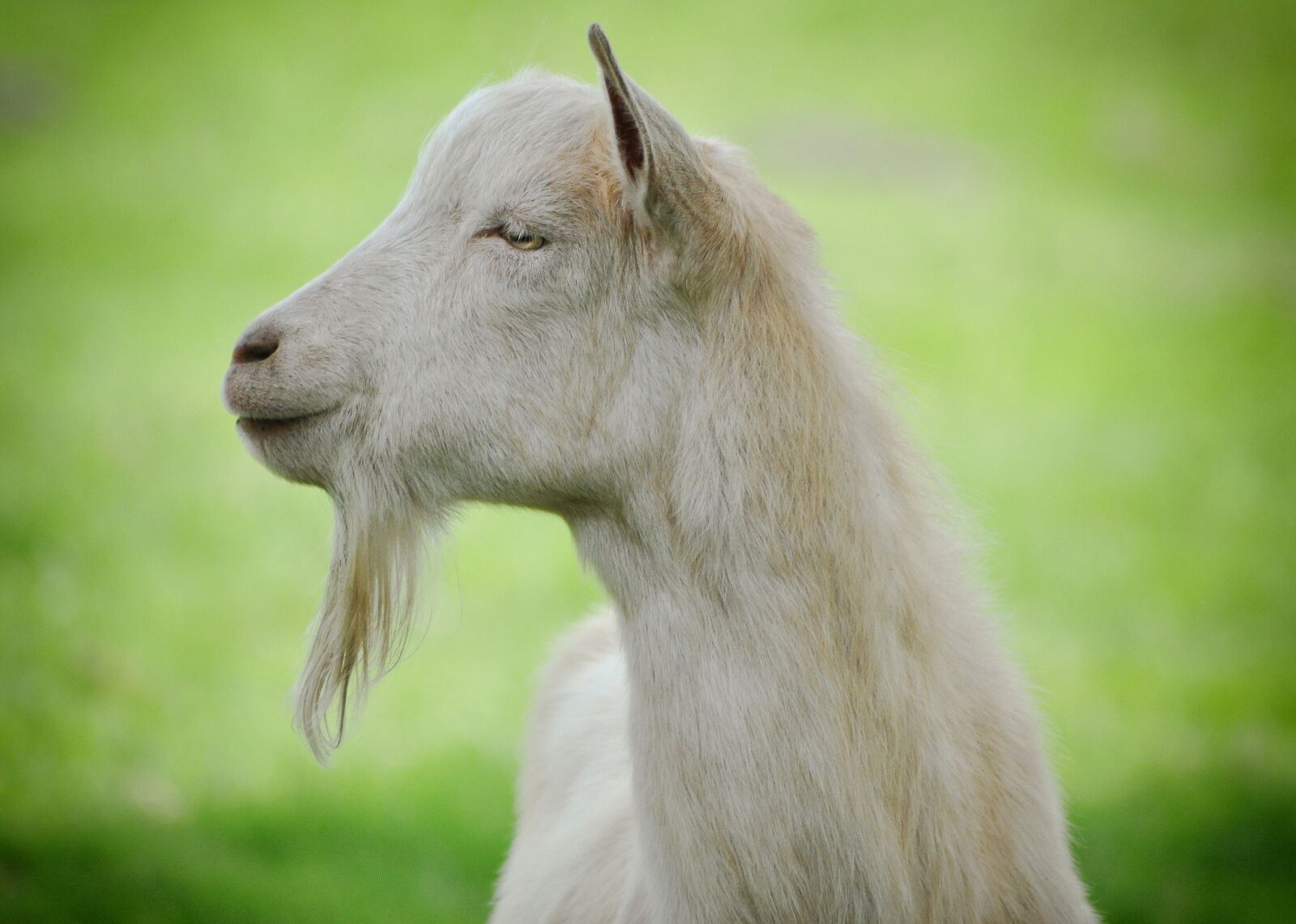 Nikon D90 sample photo. Goat, animal, mammal photography