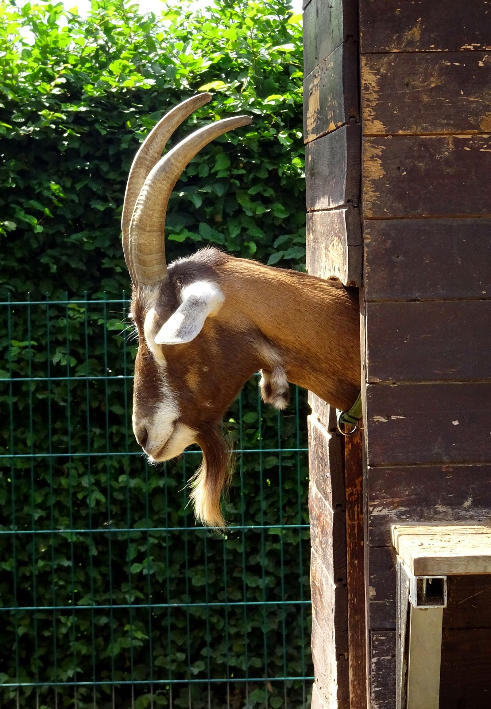 Sony DSC-HX90 sample photo. Goat, horns, ruminant photography