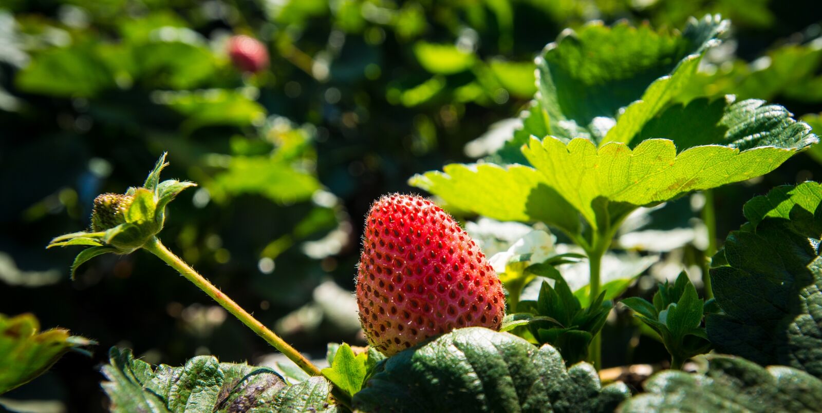 Nikon D800 sample photo. Strawberry, fresh, strawberries photography