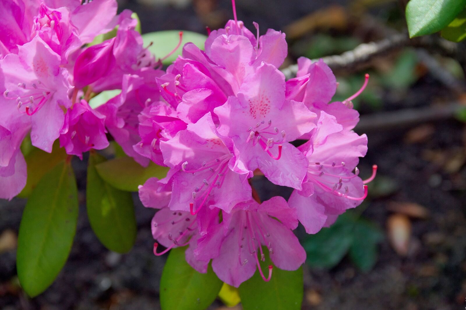 Nikon D3300 sample photo. Rhododendron japanese, azalea, japanese photography