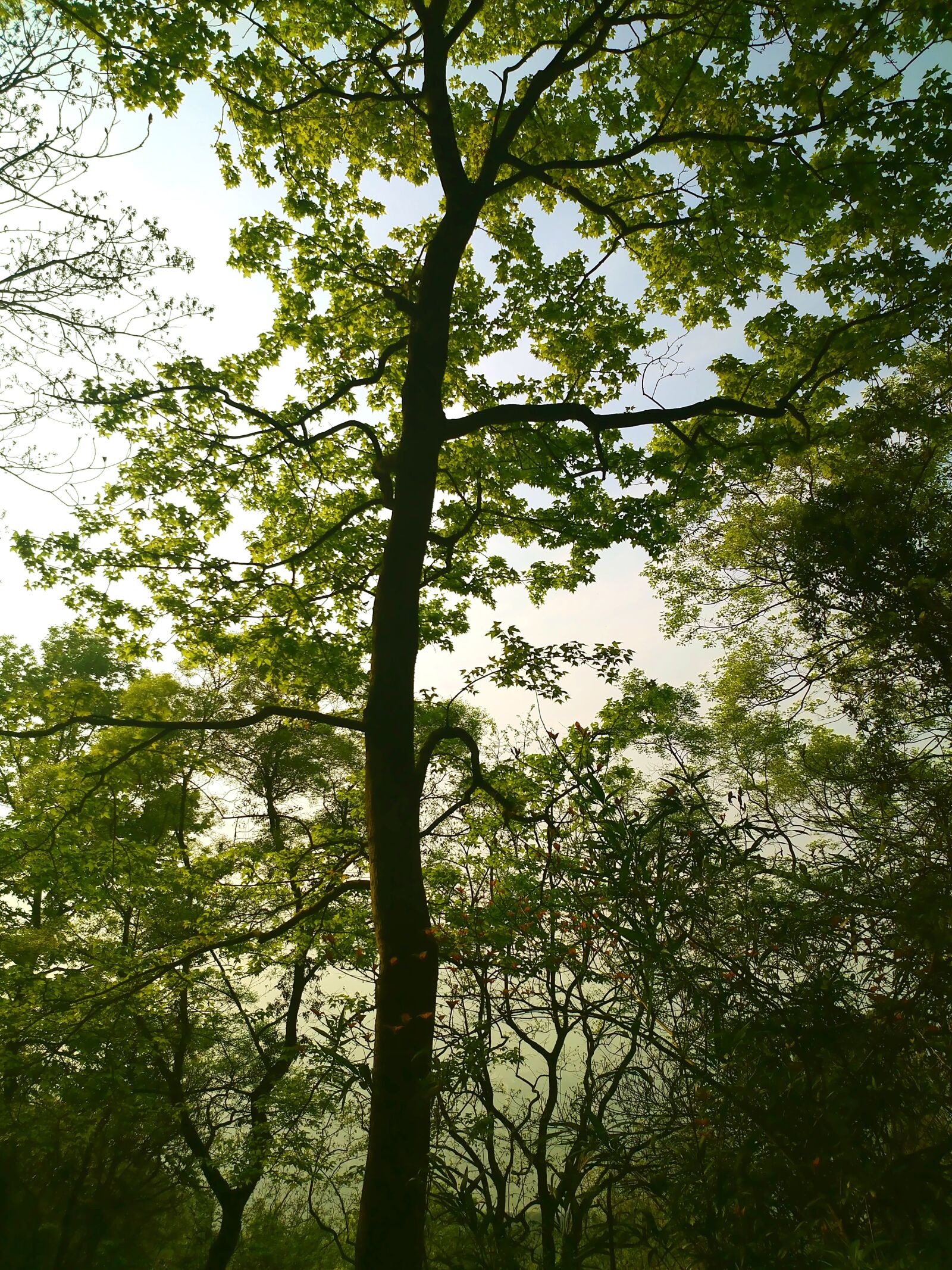 Xiaomi MI 5s Plus sample photo. Mountain, tree, green photography