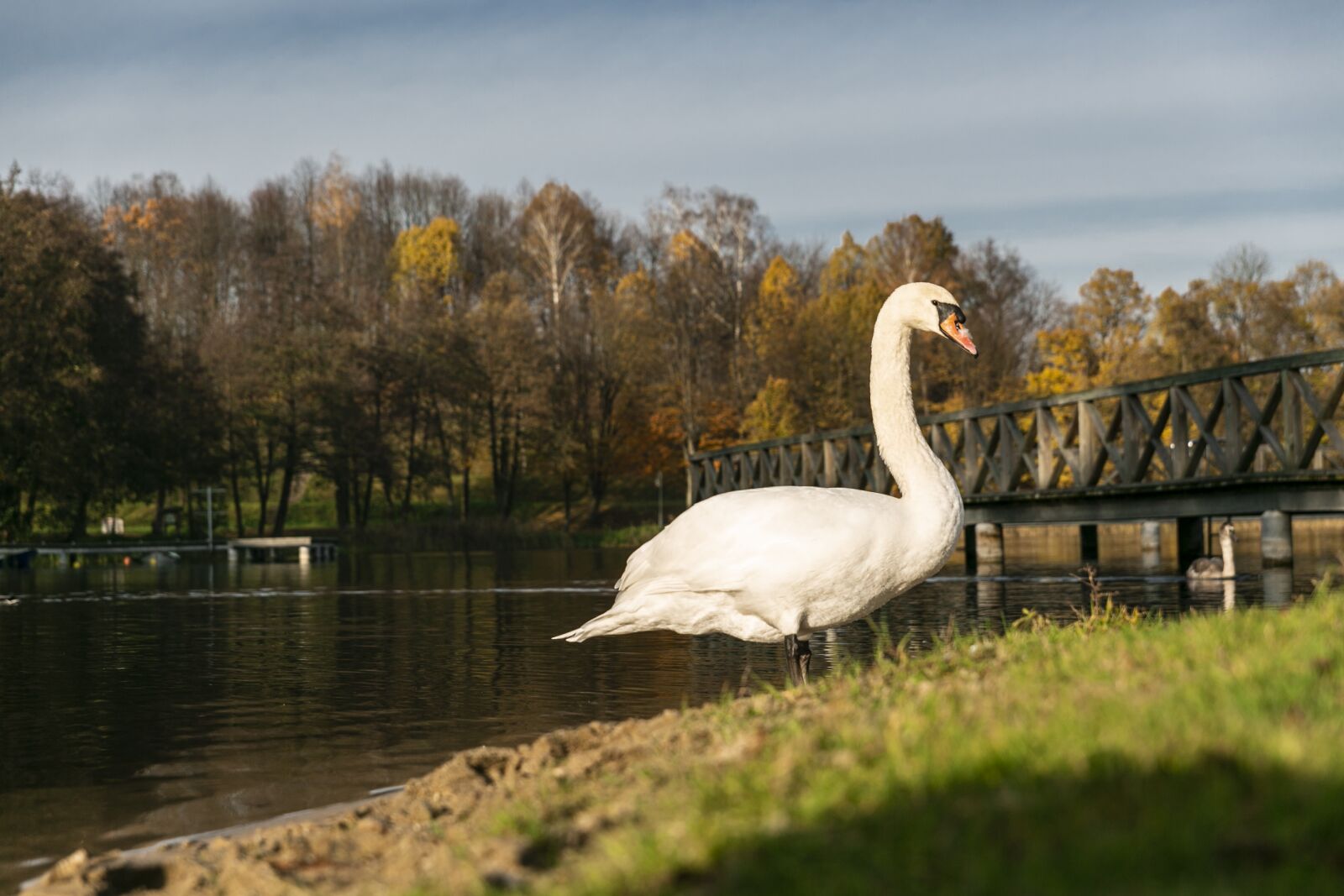 Canon EOS 5D Mark III sample photo. Swan, lake, water photography
