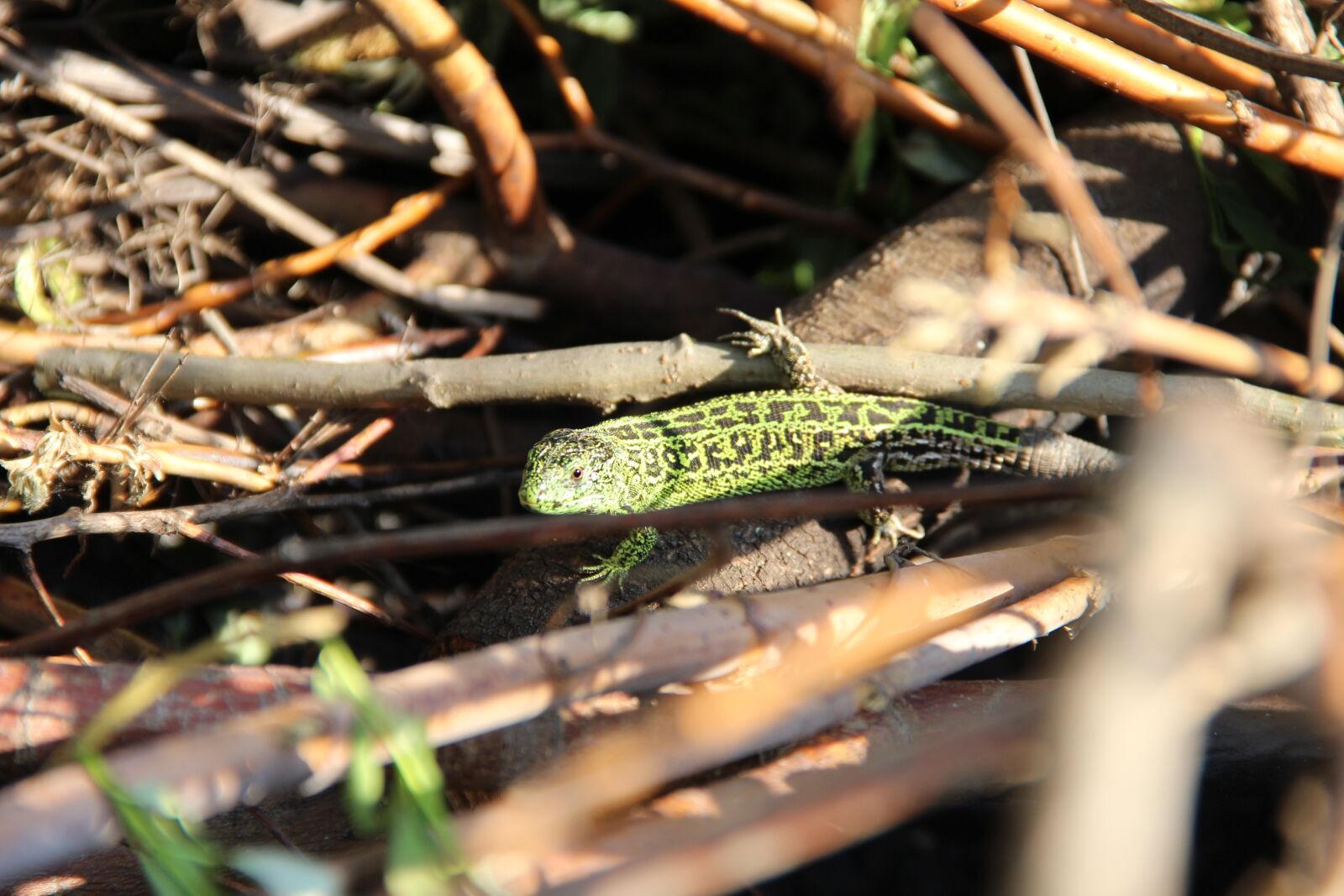 Canon EOS 600D (Rebel EOS T3i / EOS Kiss X5) sample photo. Lizard, nature, view photography