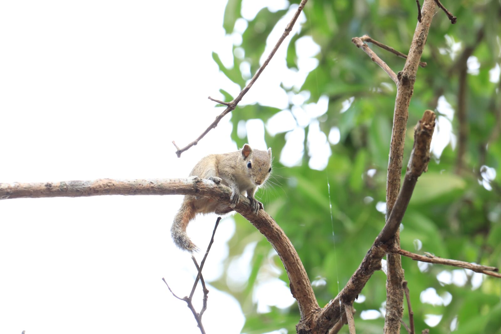 Canon EOS 250D (EOS Rebel SL3 / EOS Kiss X10 / EOS 200D II) sample photo. Squirrel, kerala, nature photography