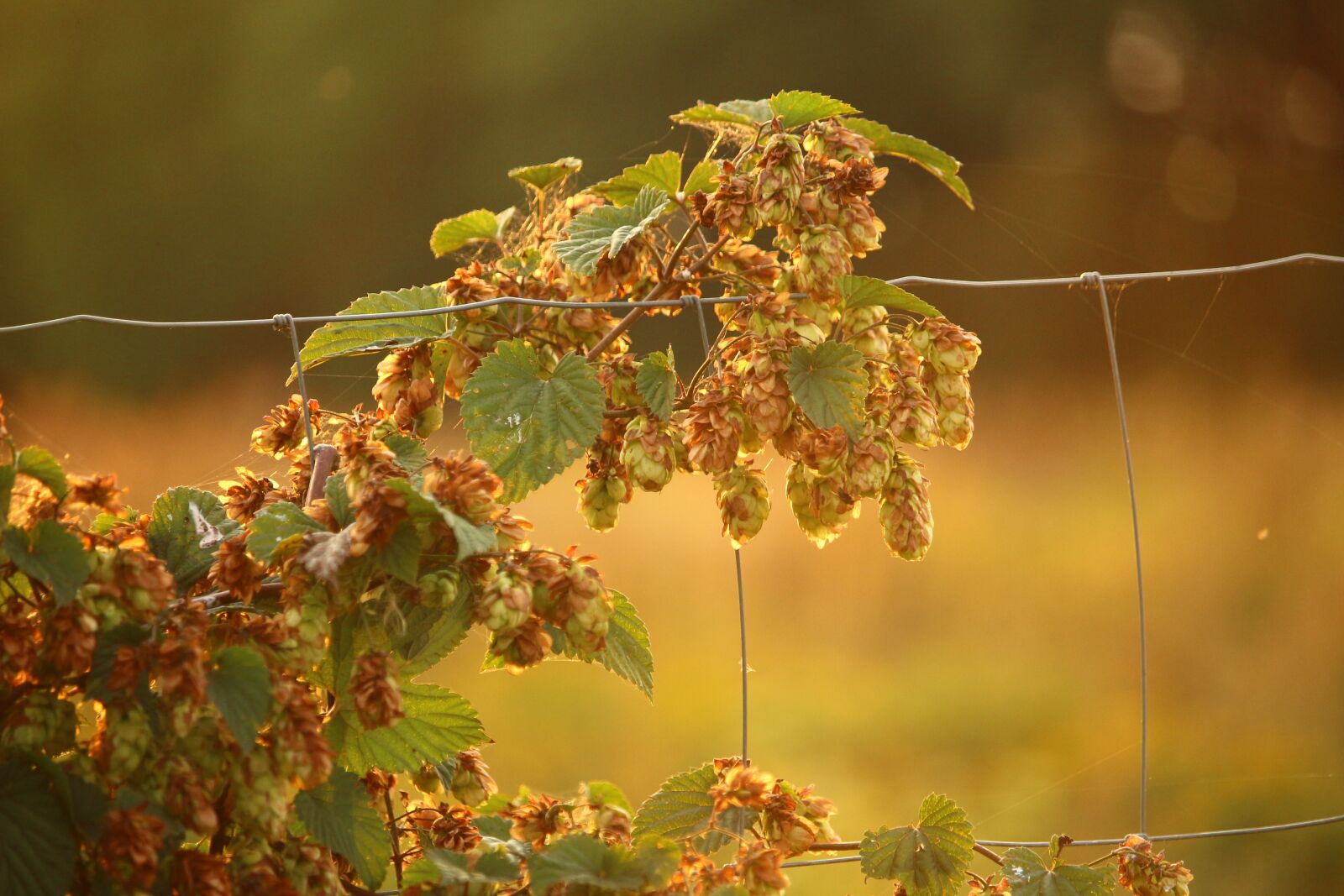 Canon EOS 100D (EOS Rebel SL1 / EOS Kiss X7) sample photo. Hops, plant, umbel photography