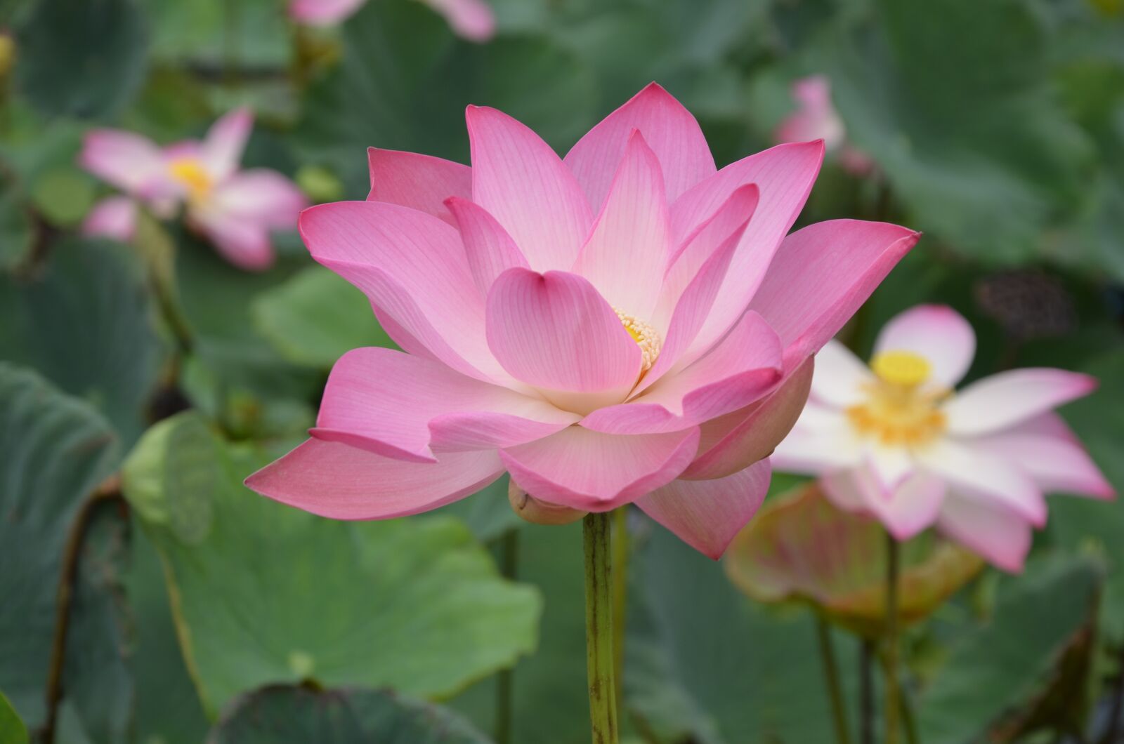 Nikon D7000 sample photo. Lotus, pink, meditation photography