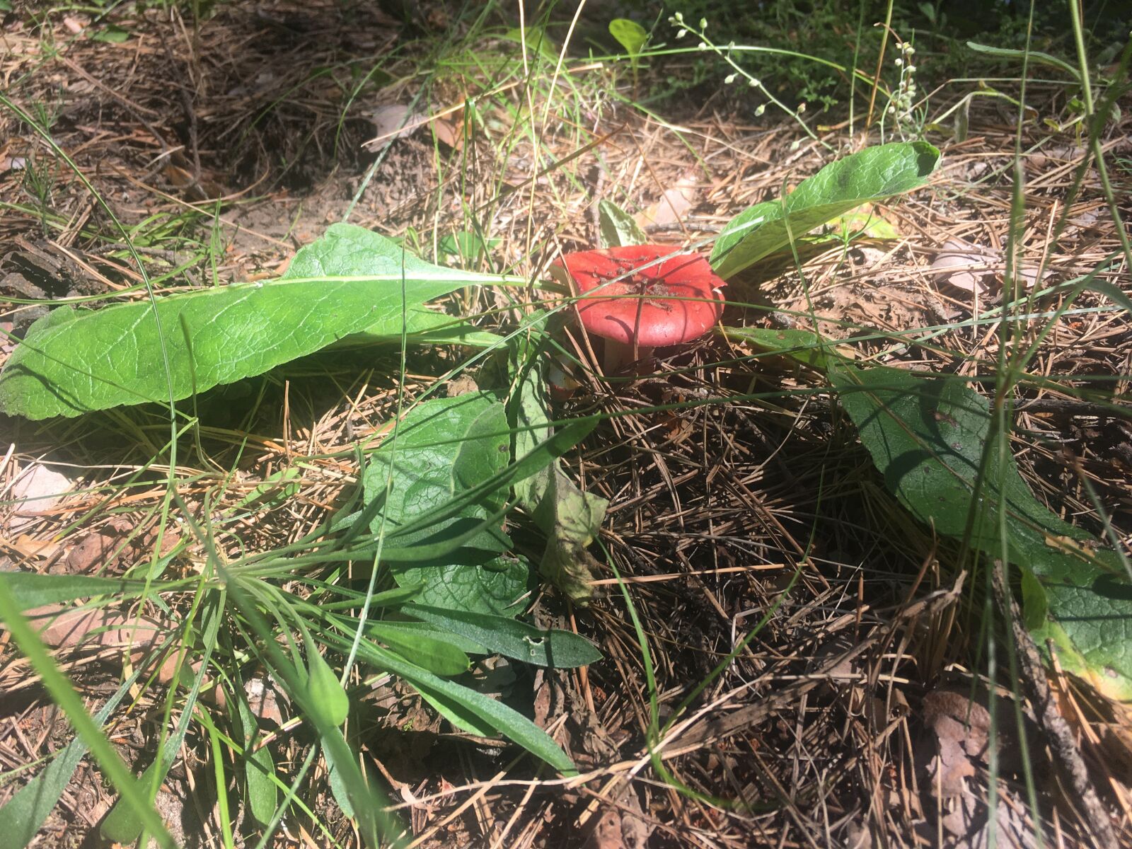 Apple iPhone SE (1st generation) sample photo. Russula, forest, mushrooms photography