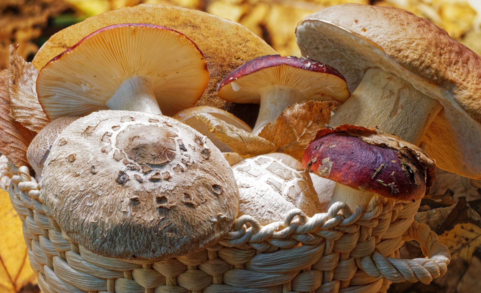NX 60mm F2.8 Macro sample photo. Mushroom, eatable, fungus photography