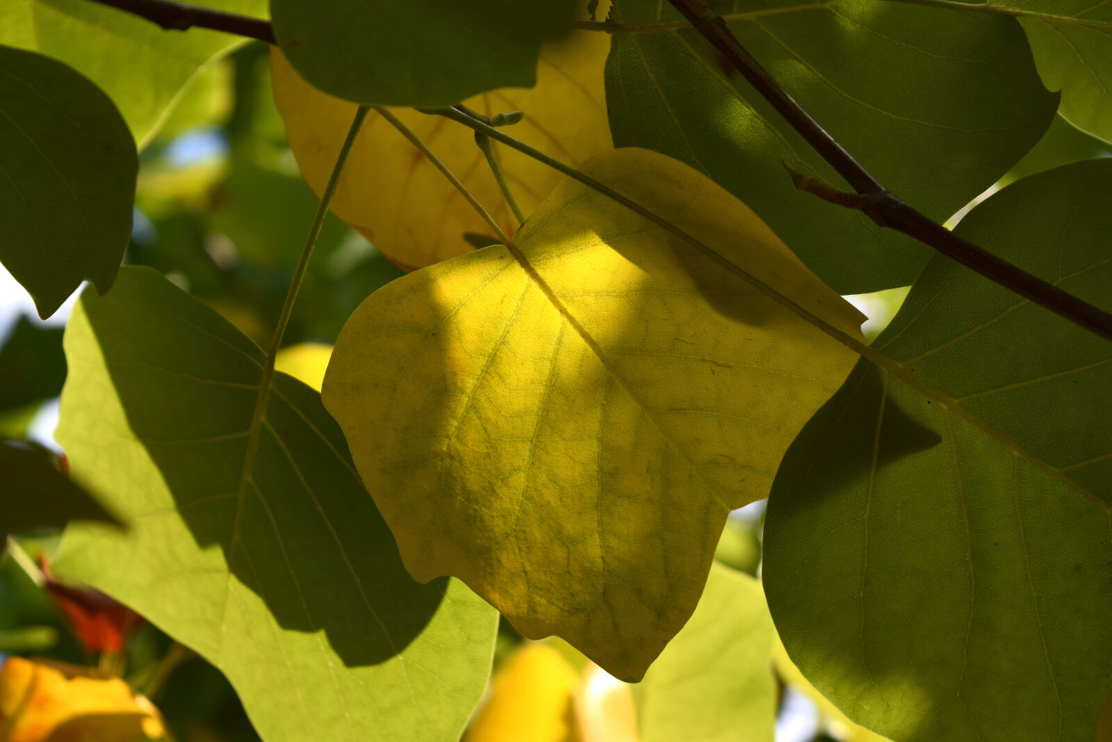 Nikon D3300 sample photo. Autumn, leaf, leaves, summer photography