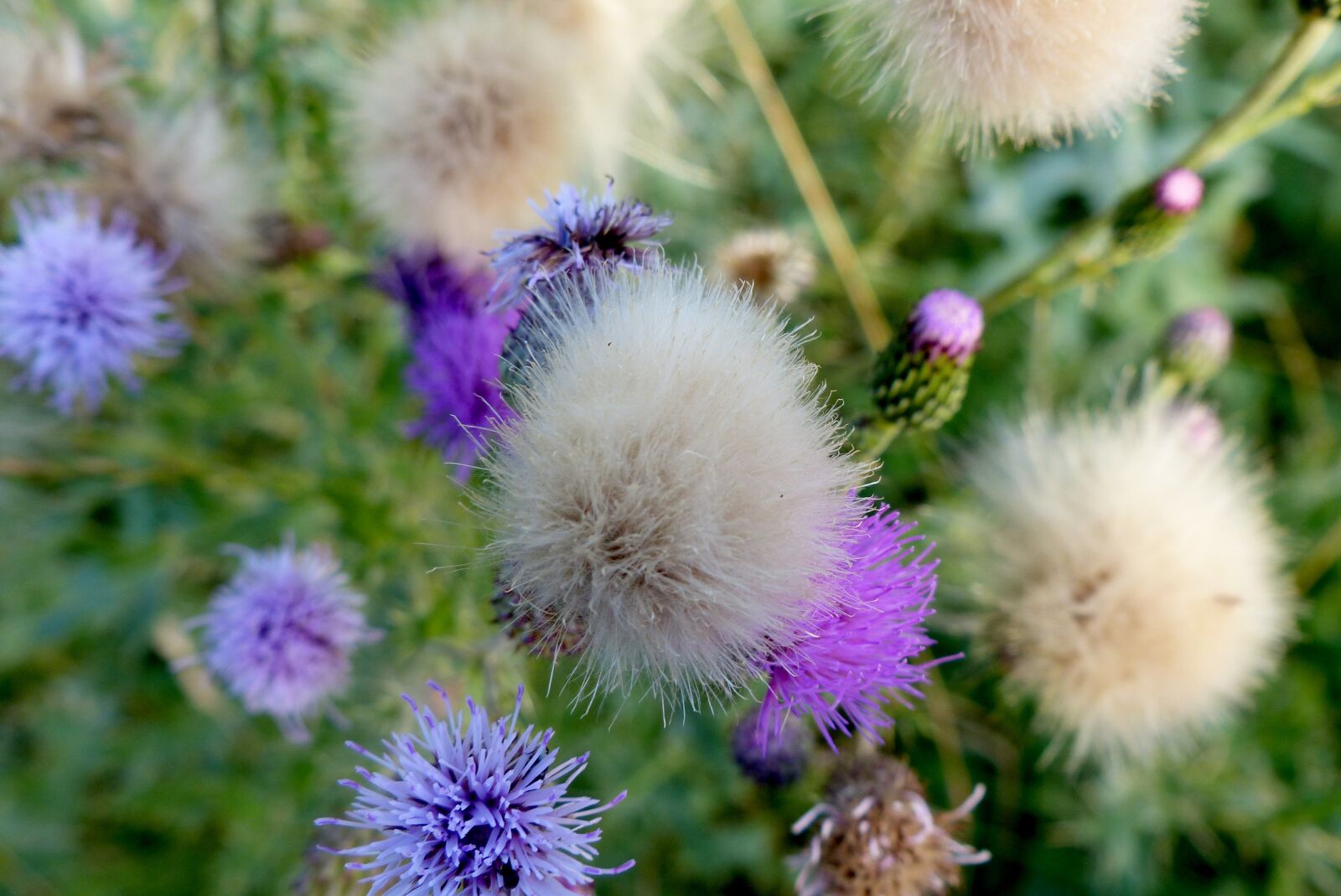 Panasonic Lumix DMC-FZ200 sample photo. Flowers, wild, spring photography