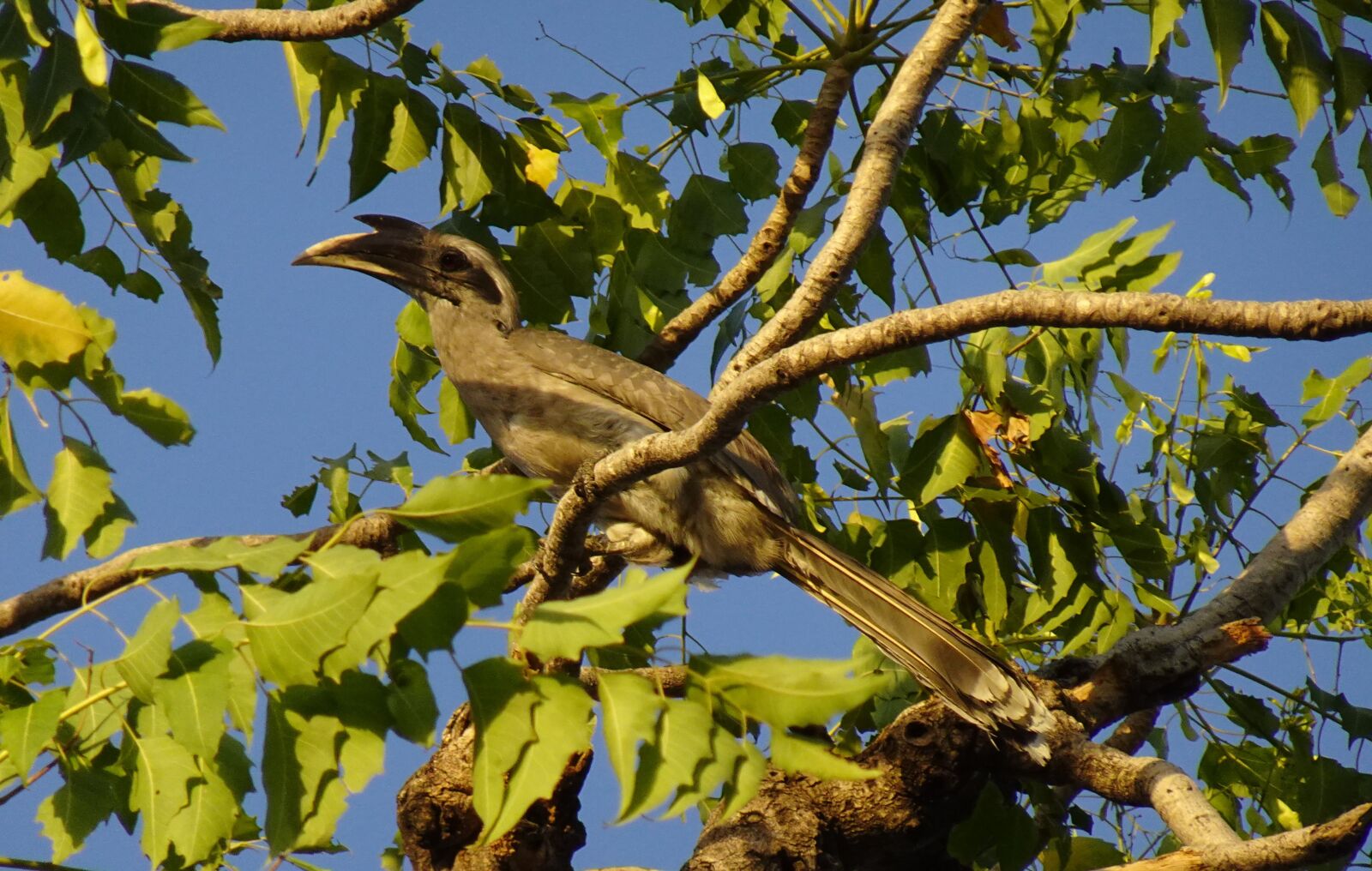 Sony DSC-WX800 sample photo. Bird, hornbill, indian grey photography