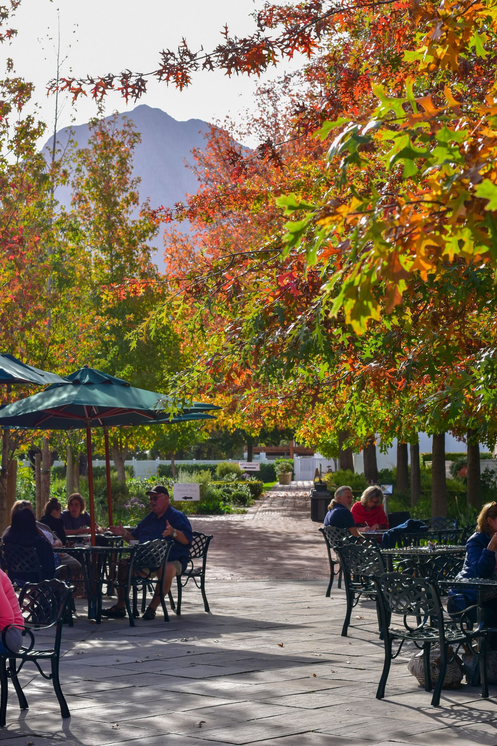 Nikon D5500 sample photo. Trees, leaves, table photography