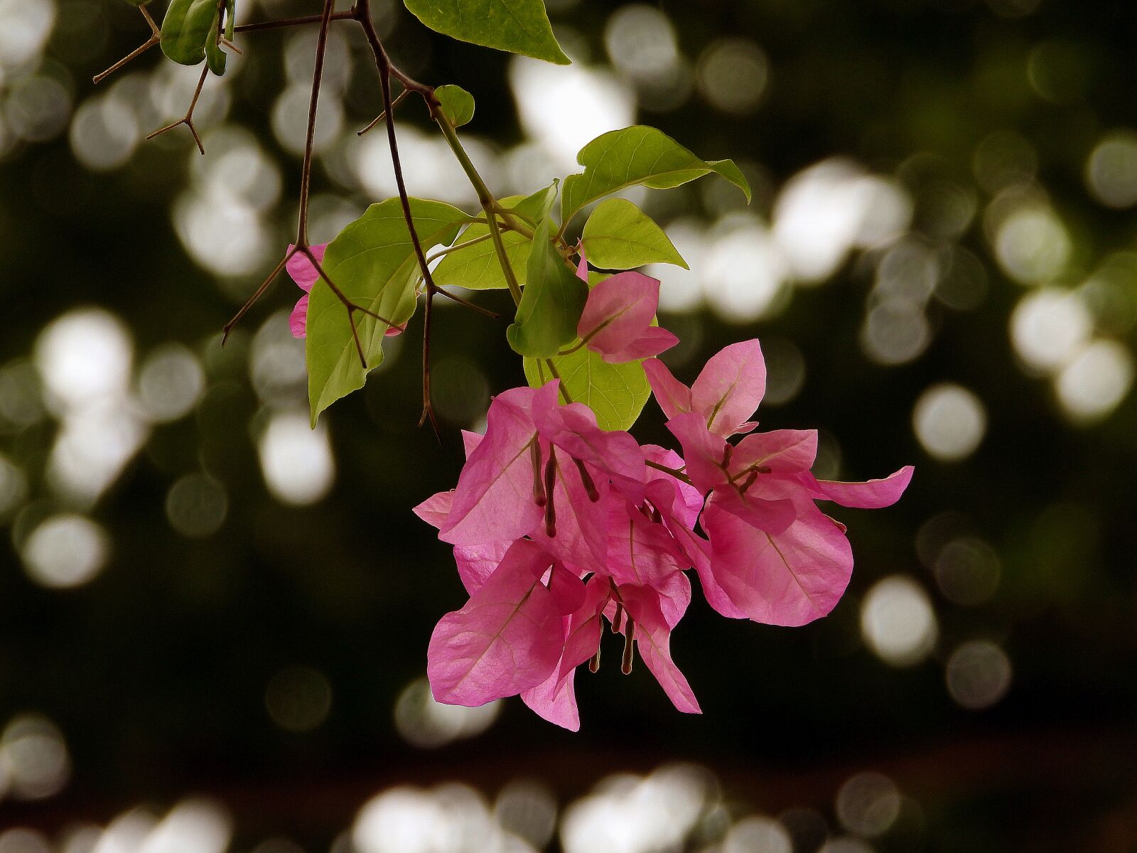 Nikon Coolpix P1000 sample photo. Paper flower, flower, beautiful photography