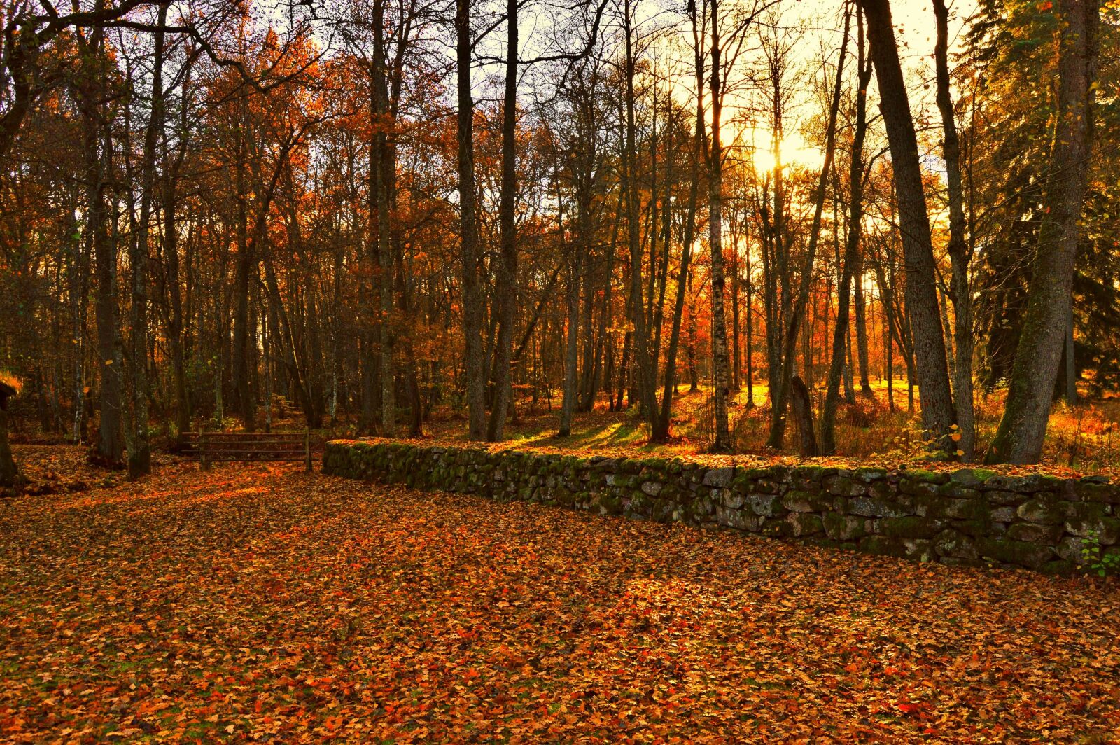 Nikon D3200 sample photo. Autumn, forest, leaf, leaves photography