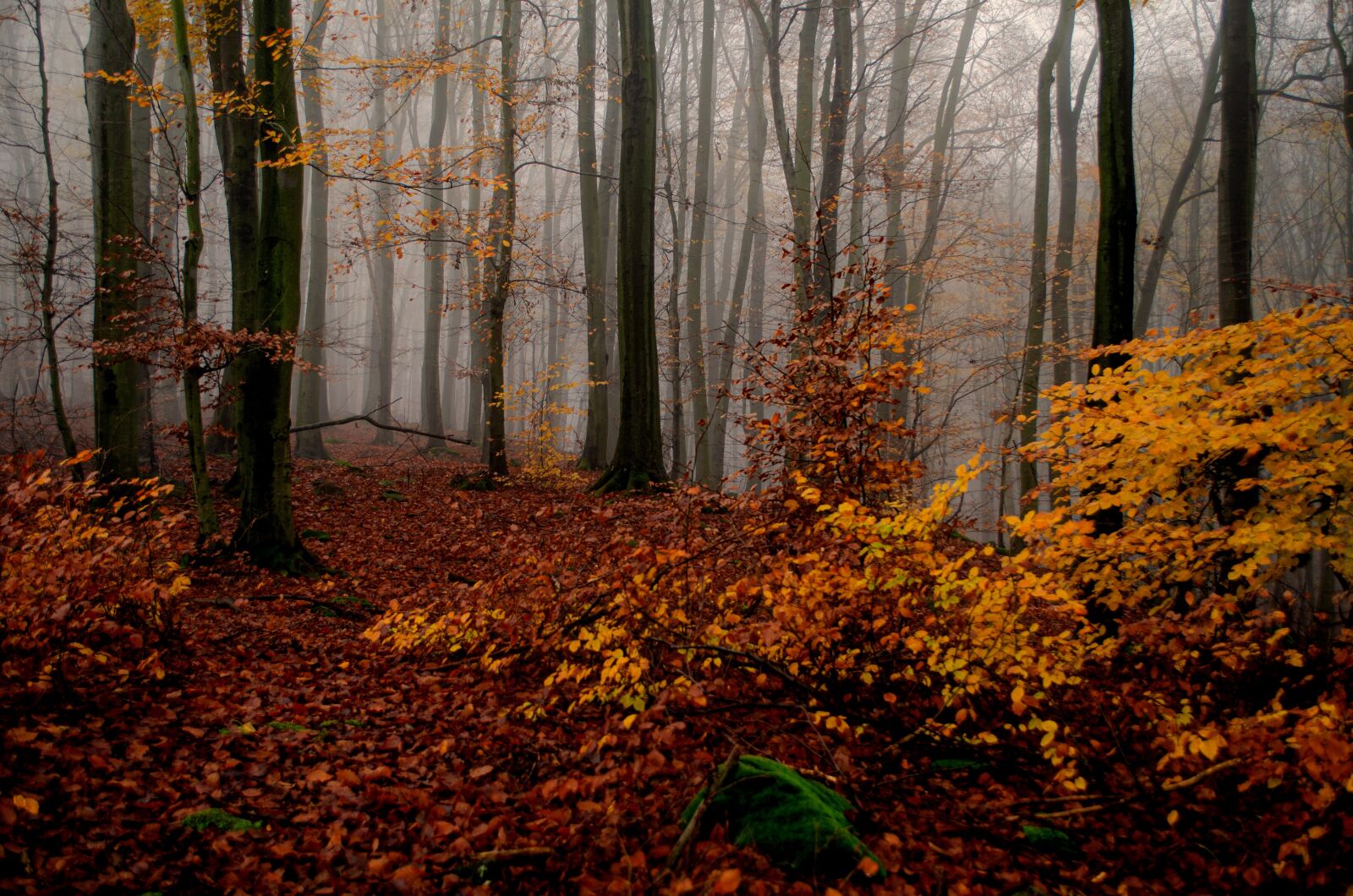 Nikon D7000 sample photo. Forest, trees, mountain photography