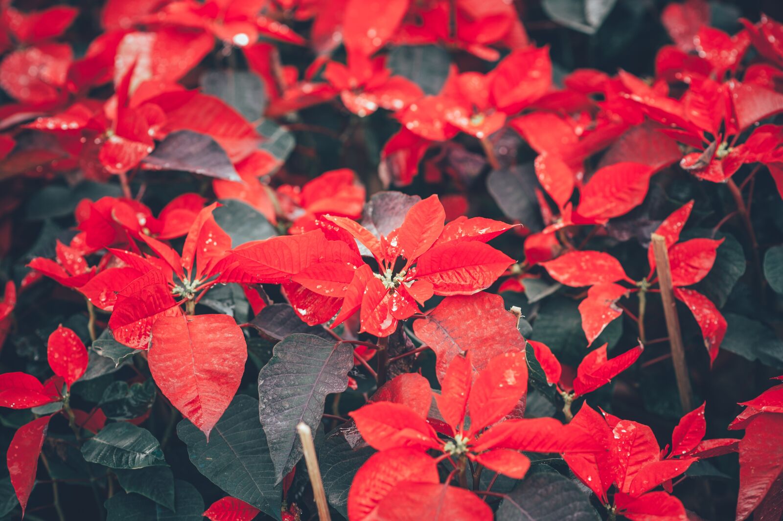 Nikon D3 sample photo. Flower, leaf, floral photography