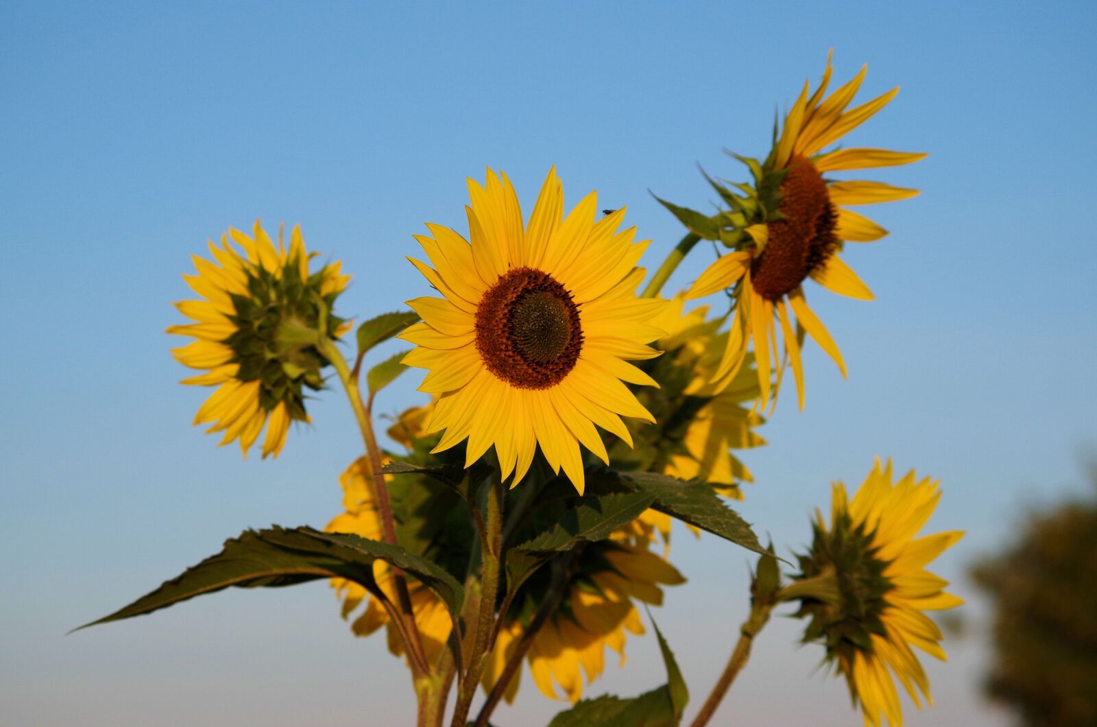 Pentax K-50 sample photo. Sunflower, summer, flowers photography