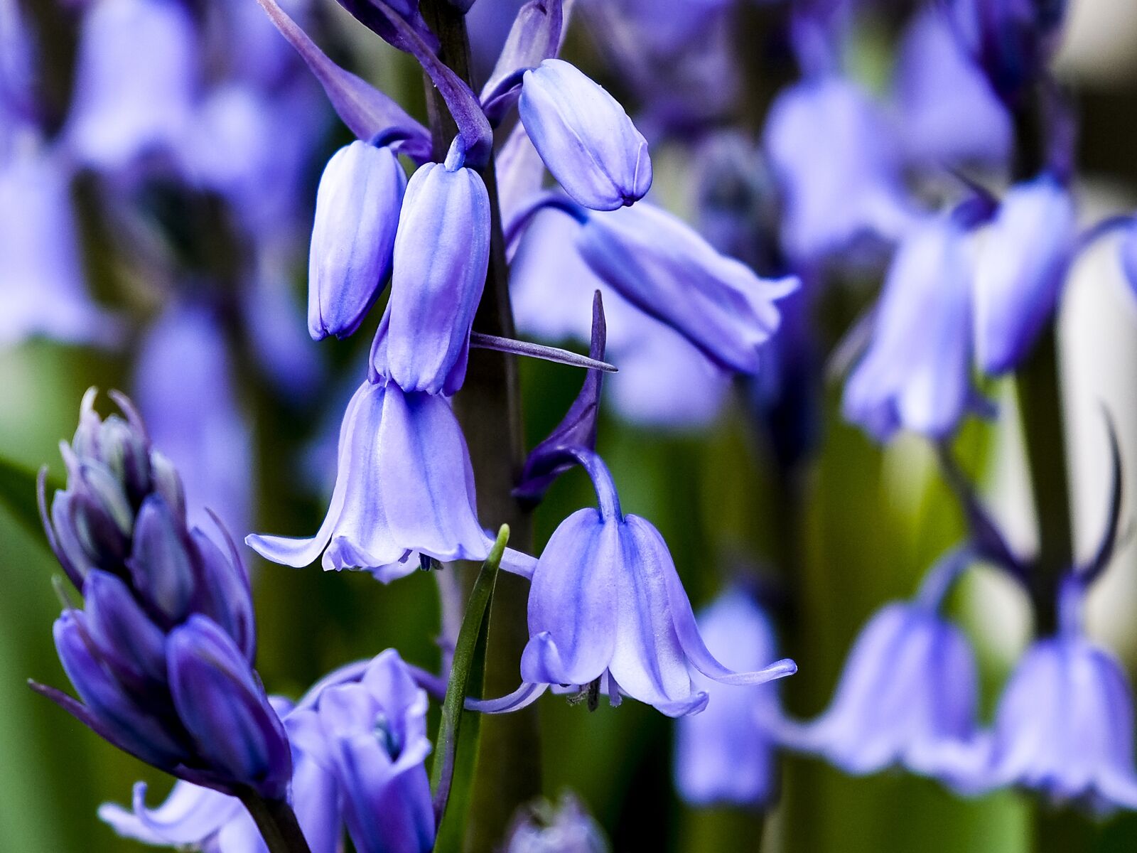 Fujifilm XF 16-55mm F2.8 R LM WR sample photo. Bluebells, bluebell, blue photography